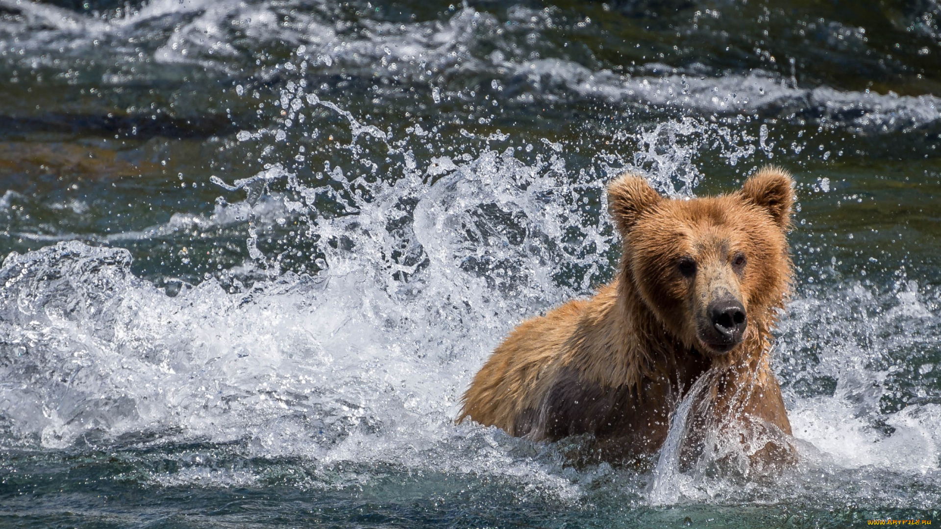 животные, медведи, вода, медведь