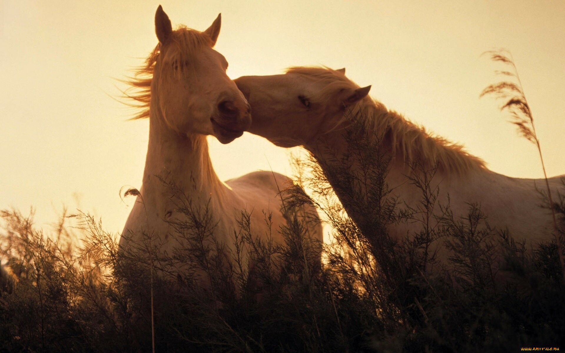 животные, лошади, нежность, трава, белые, пара