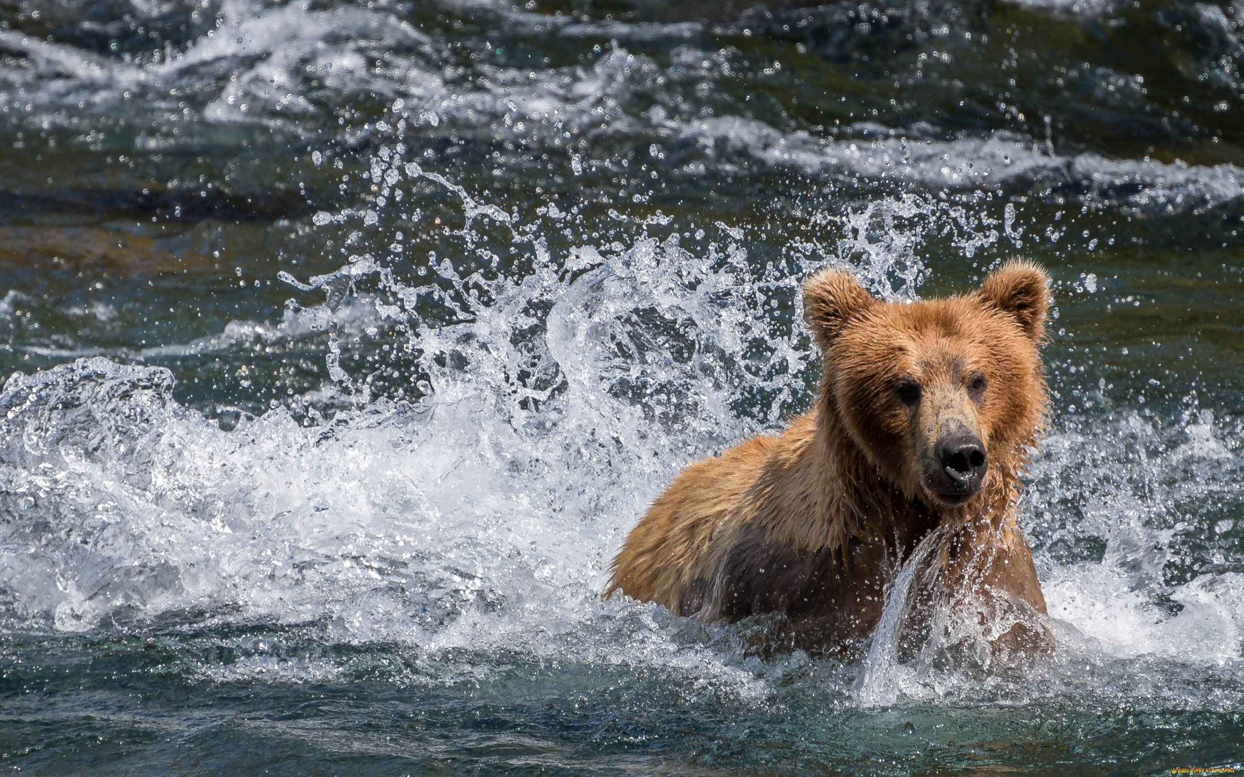 животные, медведи, вода, медведь