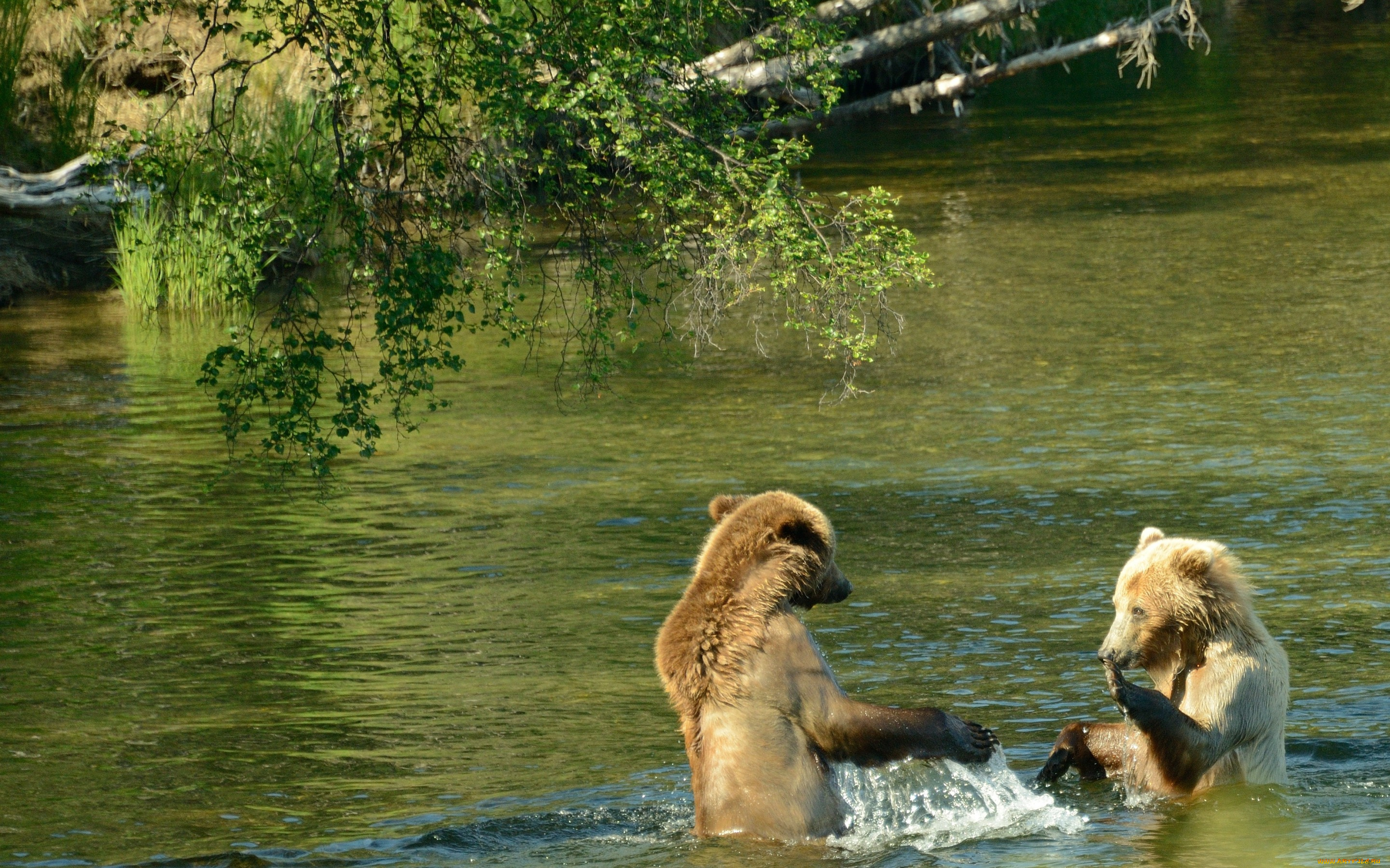 животные, медведи, река, купание