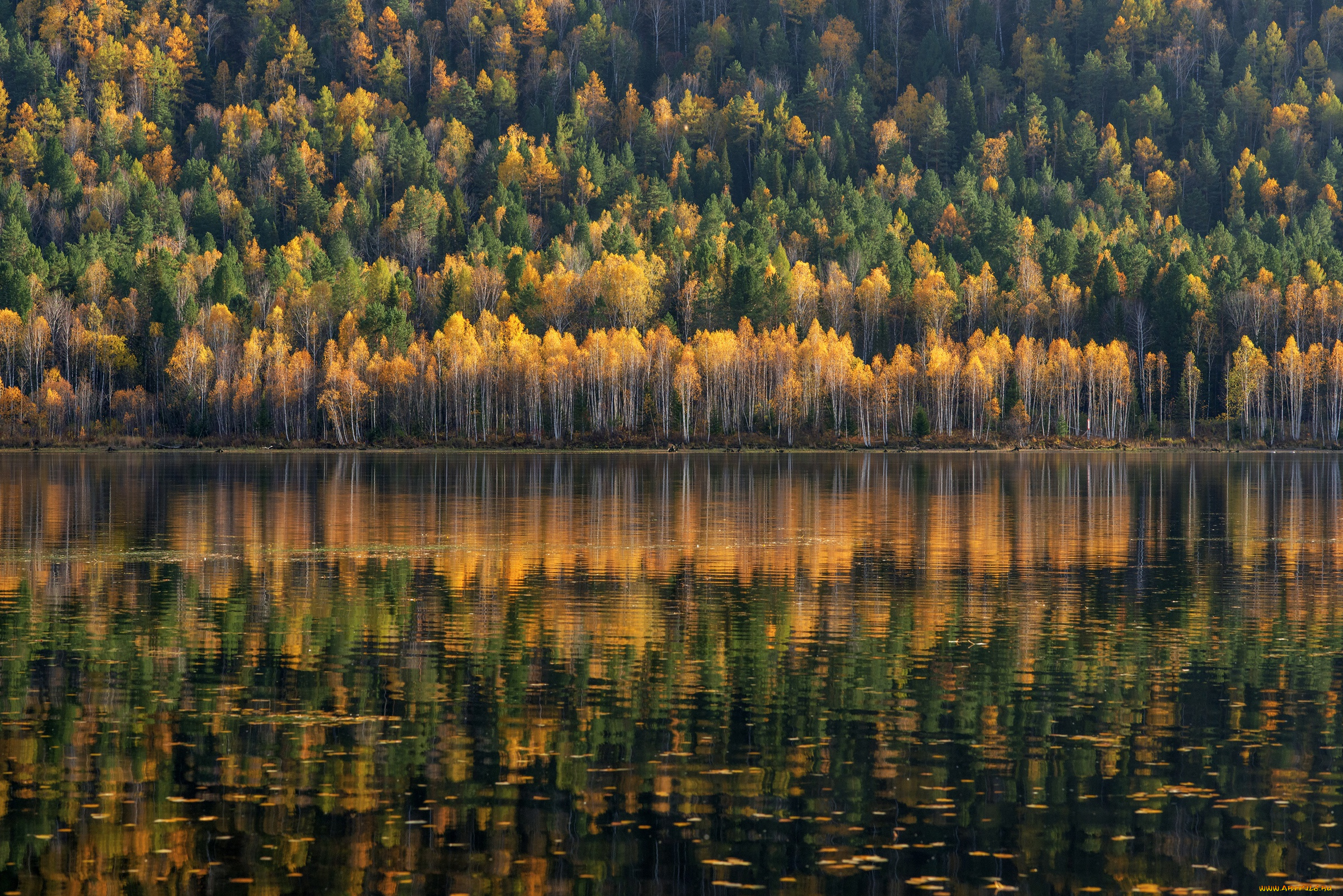 природа, реки, озера, forrest