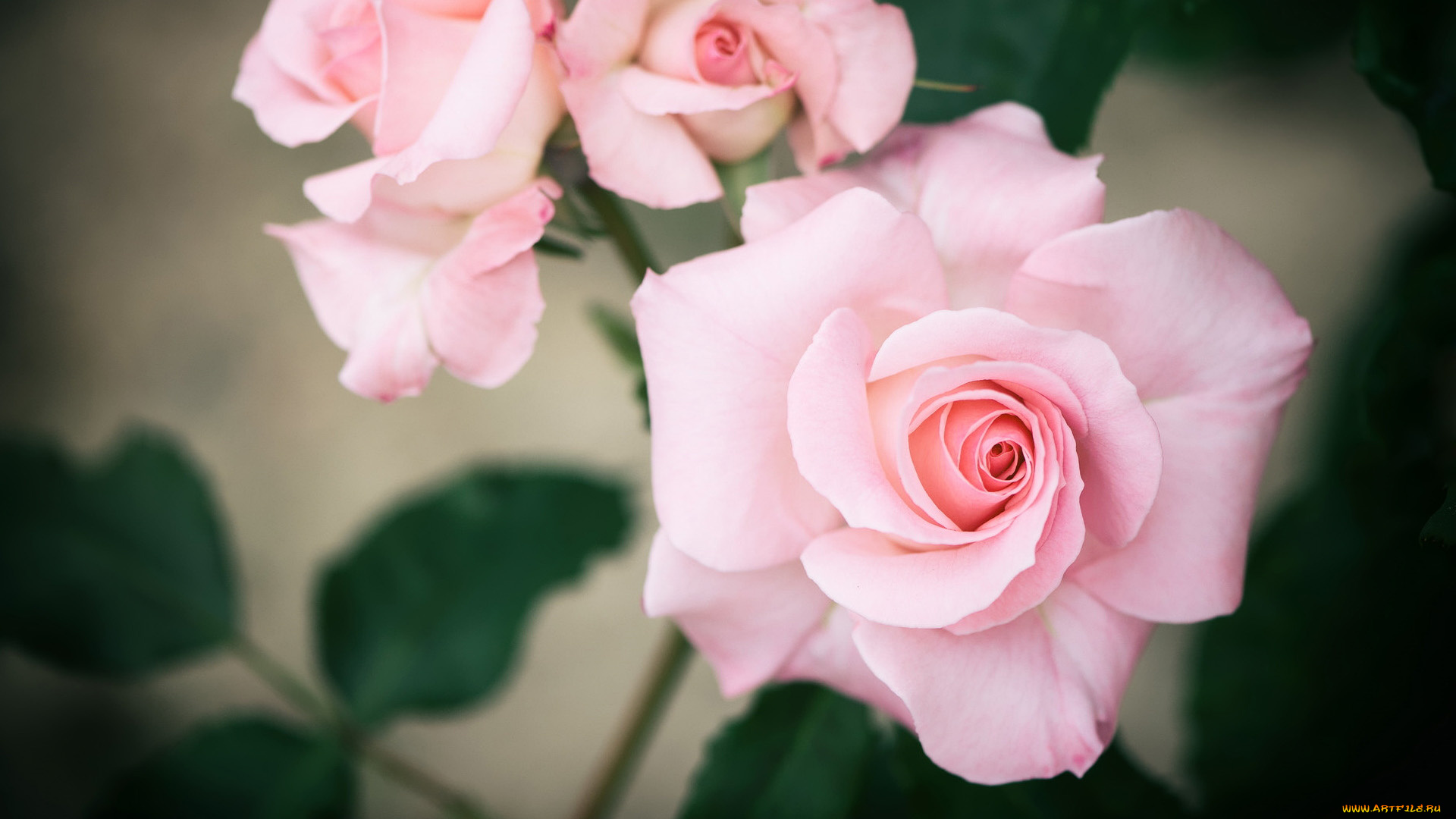 цветы, розы, нежный, розовый