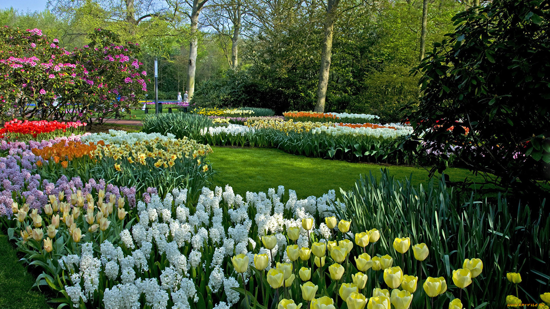 keukenhof, the, netherlands, природа, парк, the, netherlands