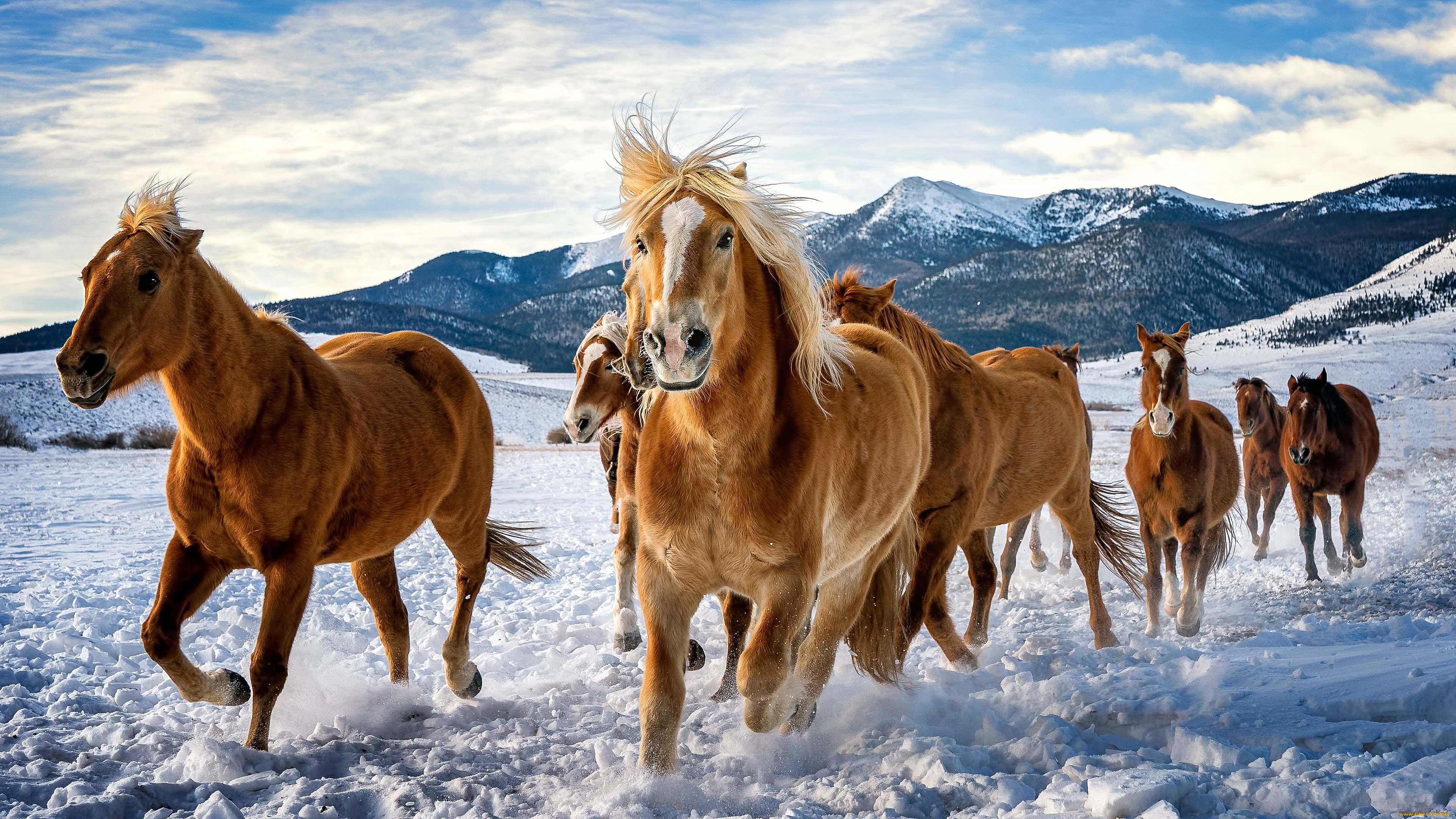 животные, лошади, табун, снег, зима, горы