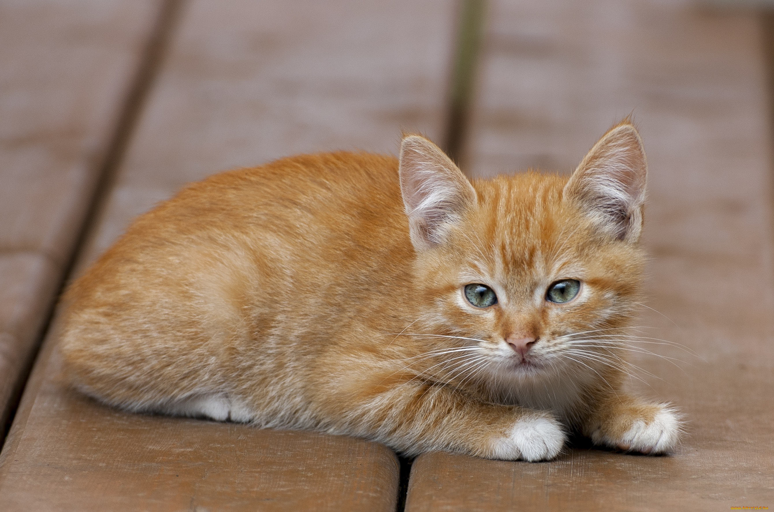 животные, коты, кот, кошка