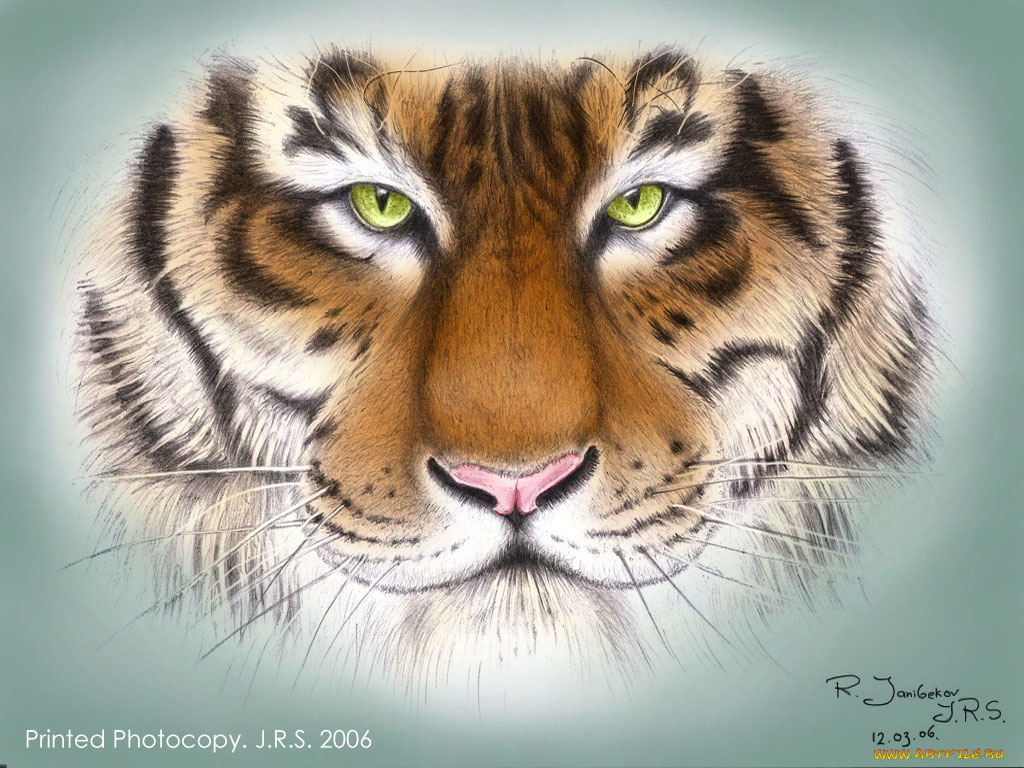 tiger, рисованные, животные, тигры