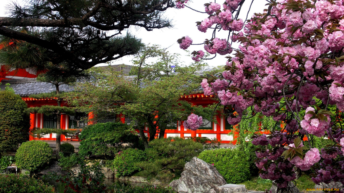 Цветание на фоне японского дворца без смс