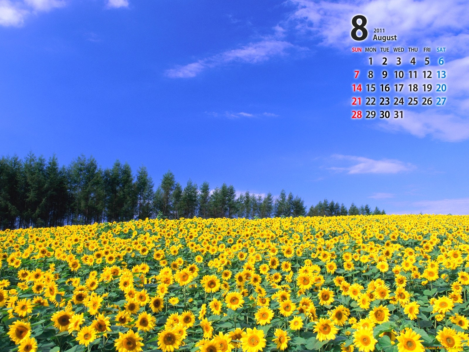 календари, цветы, небо, подсолнухи, август