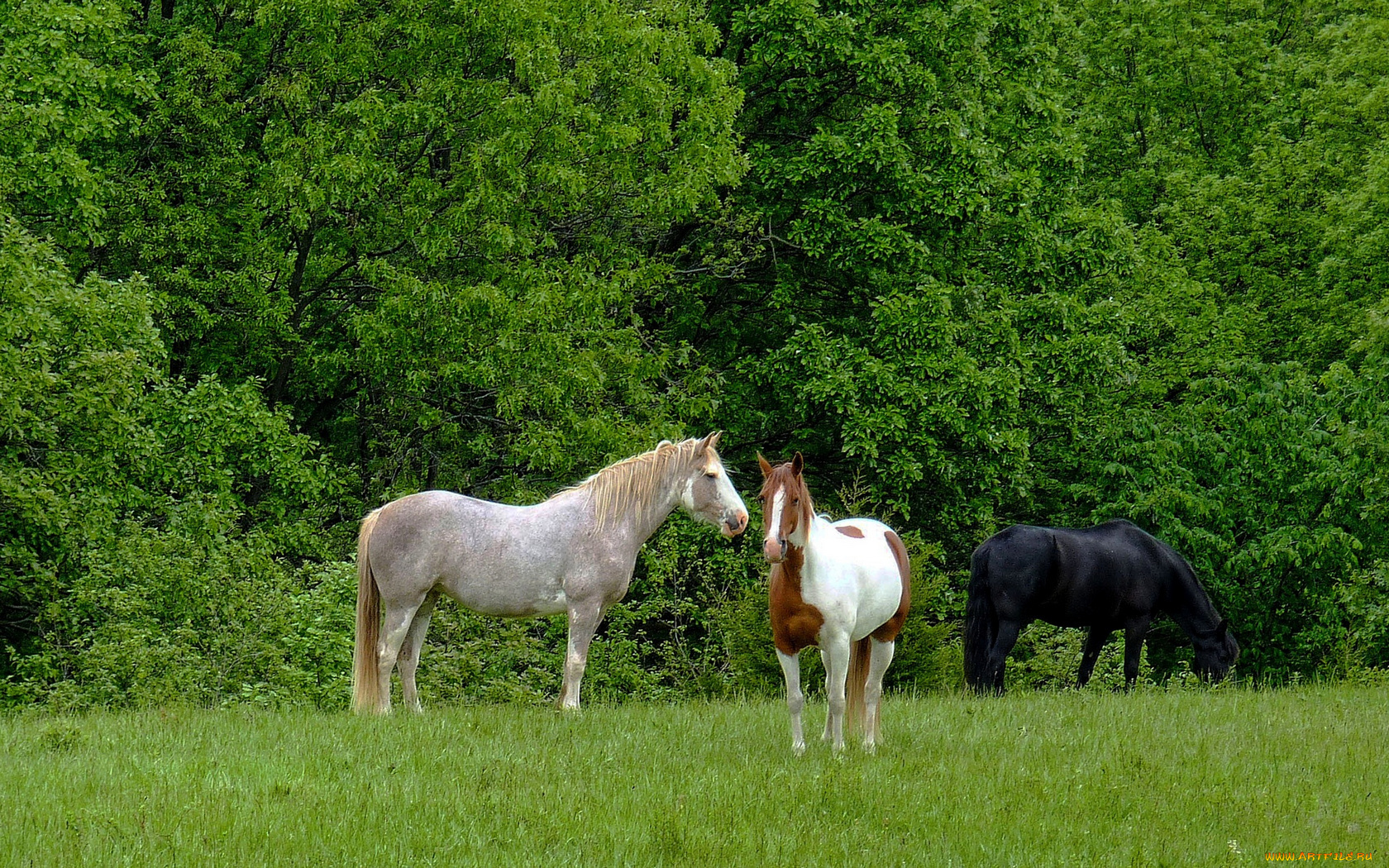животные, лошади, кони, пасутся, на, лугу, зеленая, трава