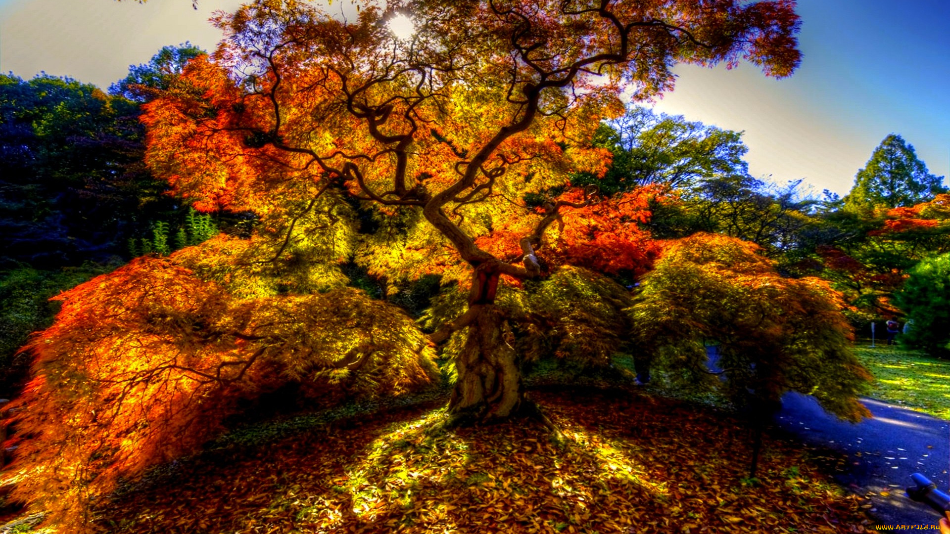 autumn, tree, природа, деревья, дерево, краски, осень, парк