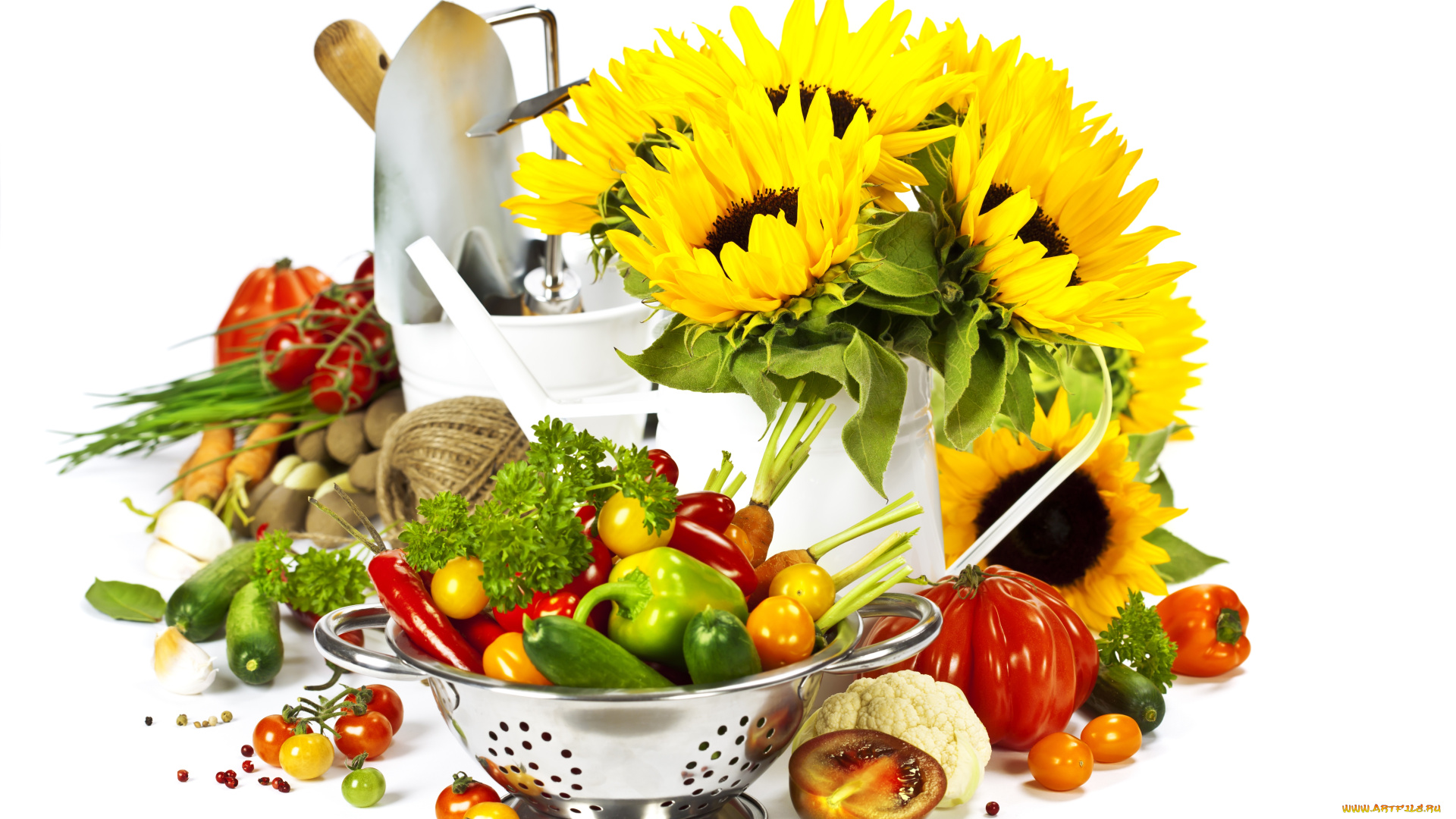еда, овощи, подсолнухи, зелень, перец, цветная, капуста, ведро, лопата, помидоры, огурцы, миска, картофель, морковь