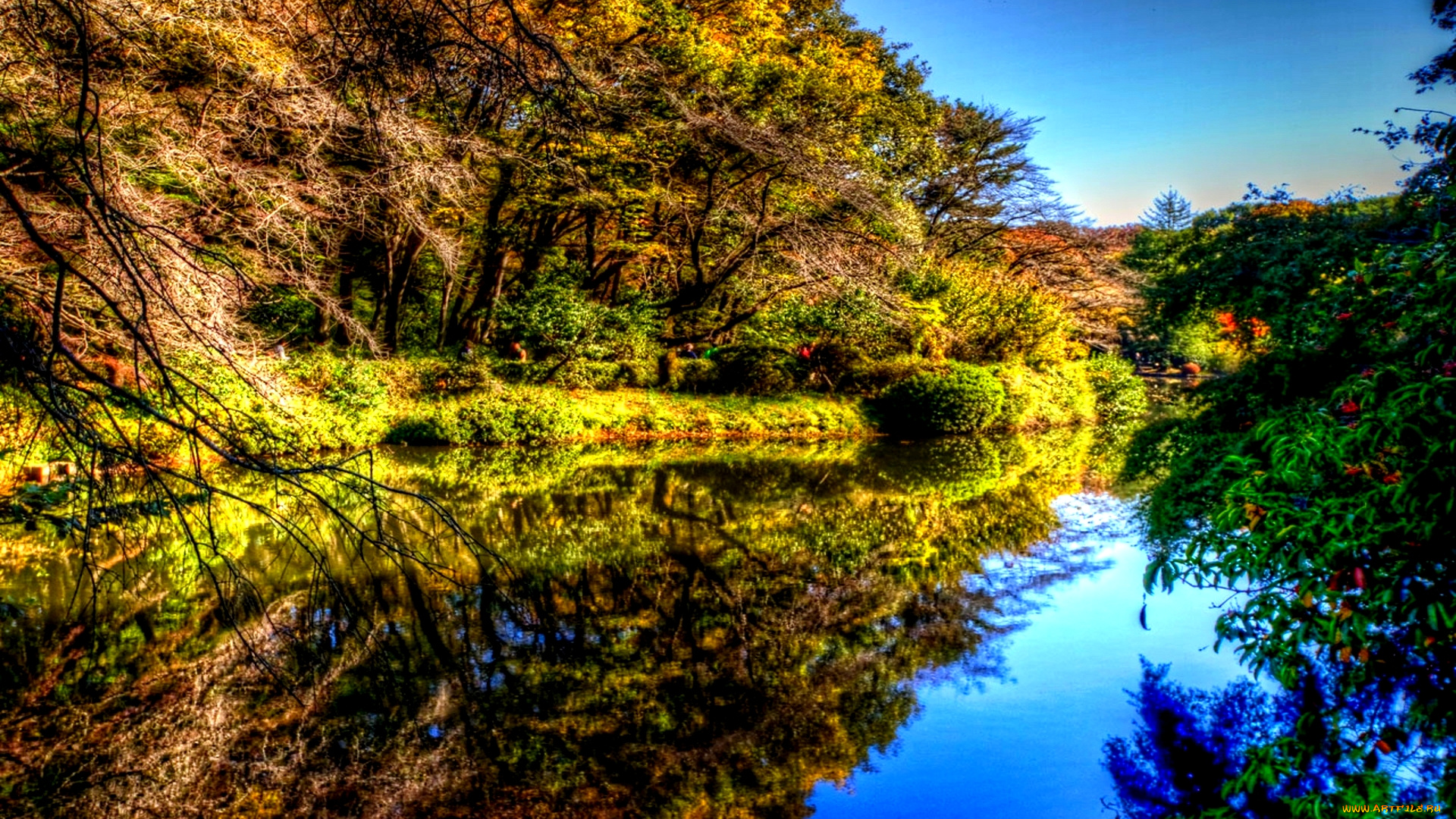 forest, pond, природа, реки, озера, деревья, река, осень