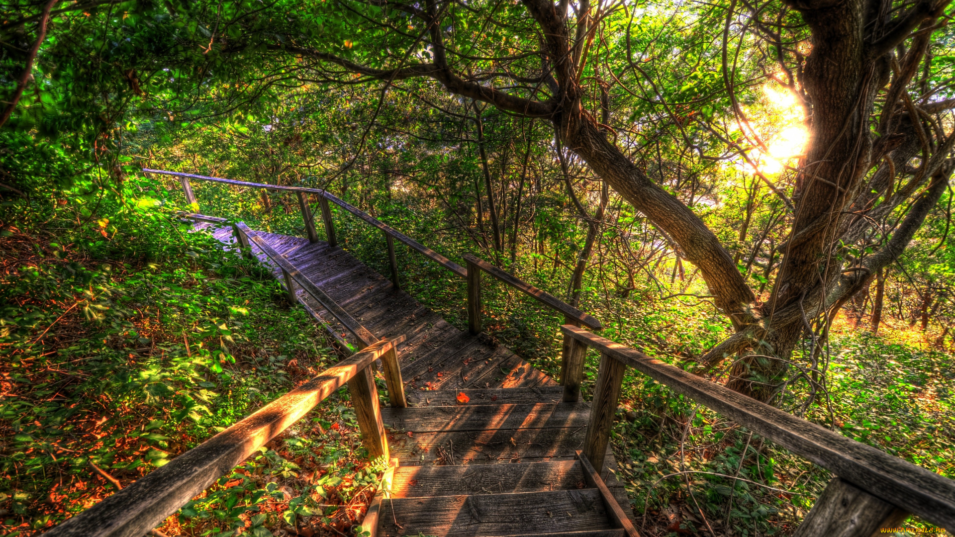 steps, природа, дороги, лес, мостки, склон