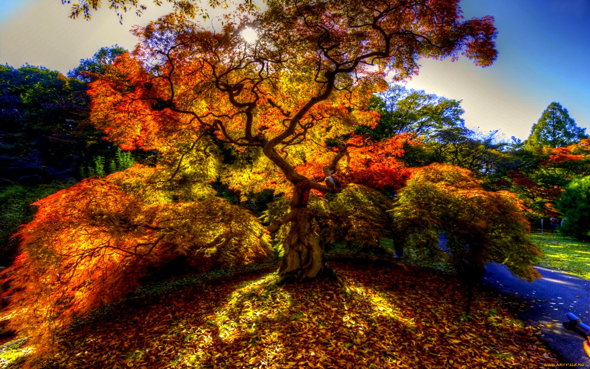 autumn, tree, природа, деревья, дерево, краски, осень, парк