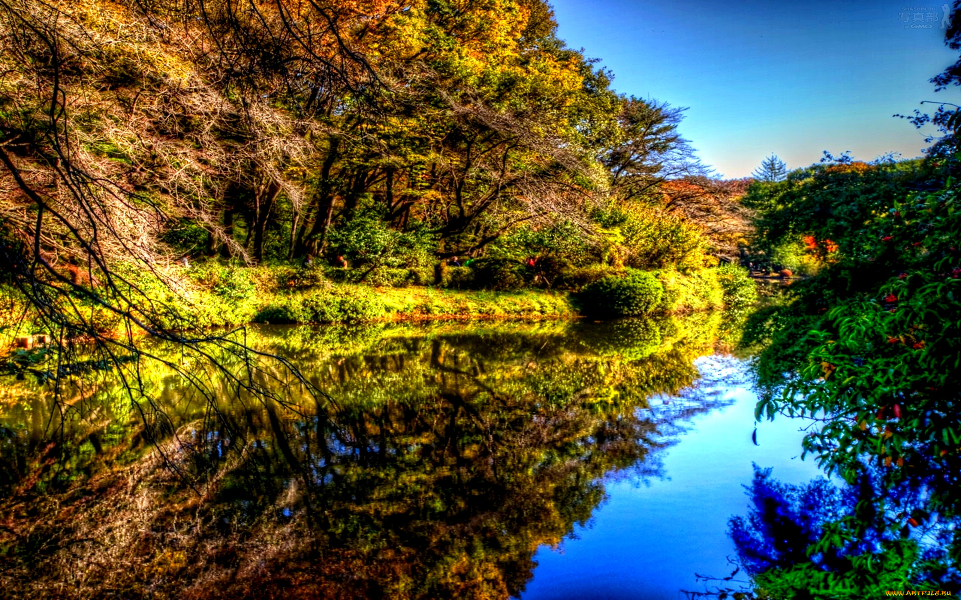 forest, pond, природа, реки, озера, деревья, река, осень