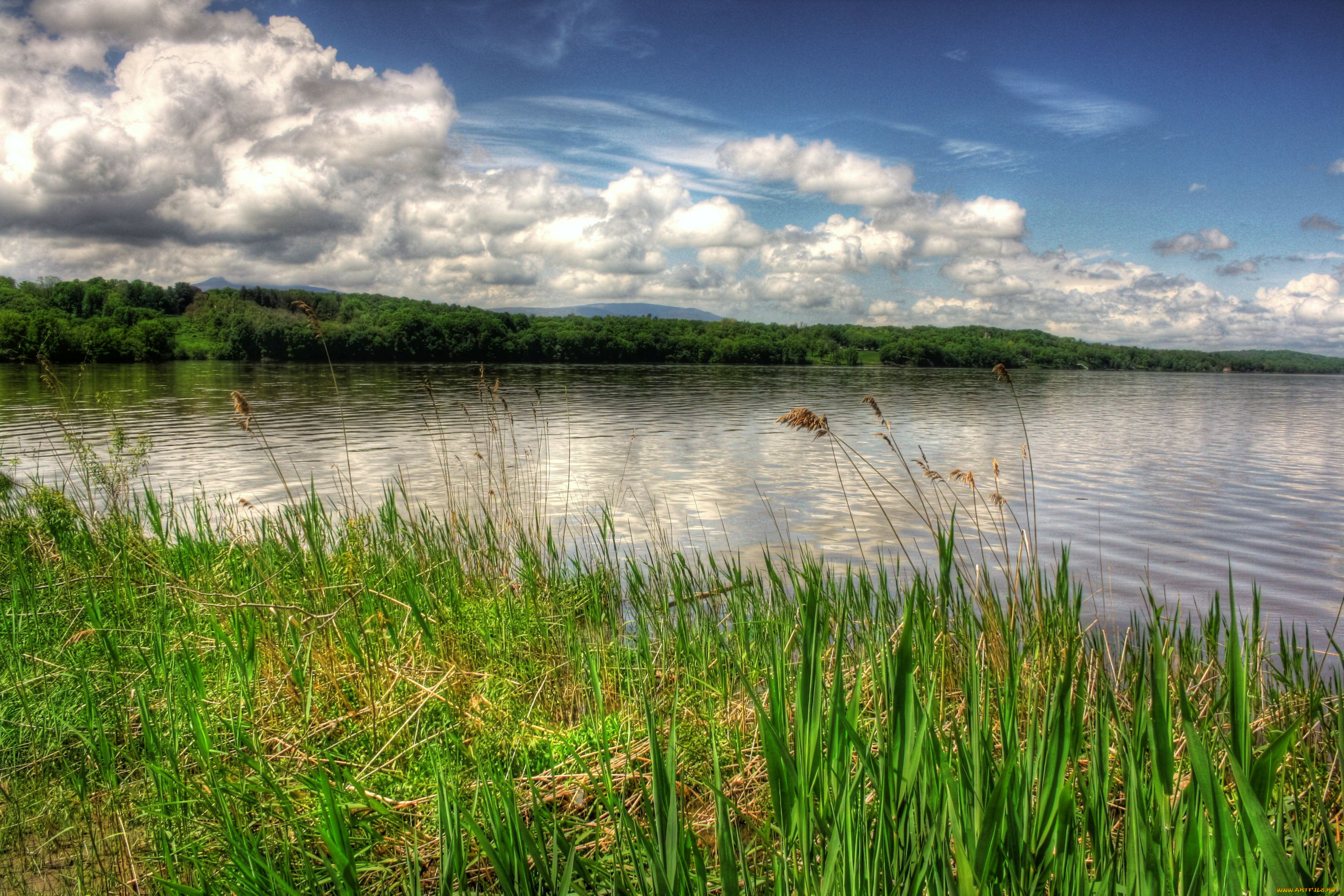 природа, реки, озера, вода, осока