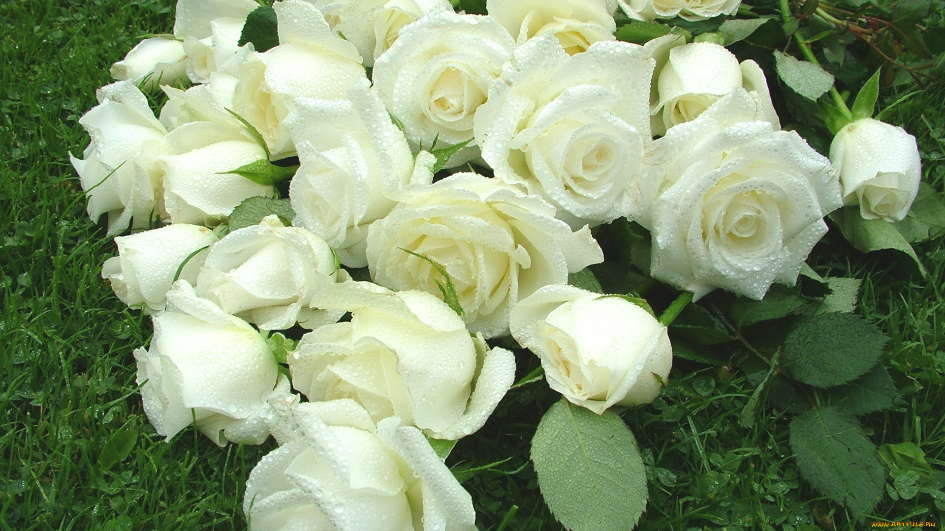 цветы, розы, белый