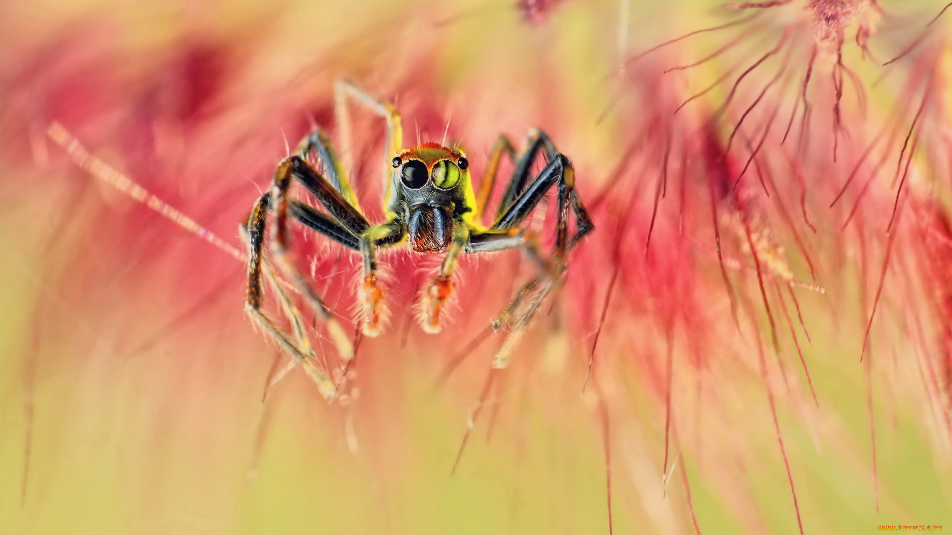 животные, пауки, spider, паук, макро