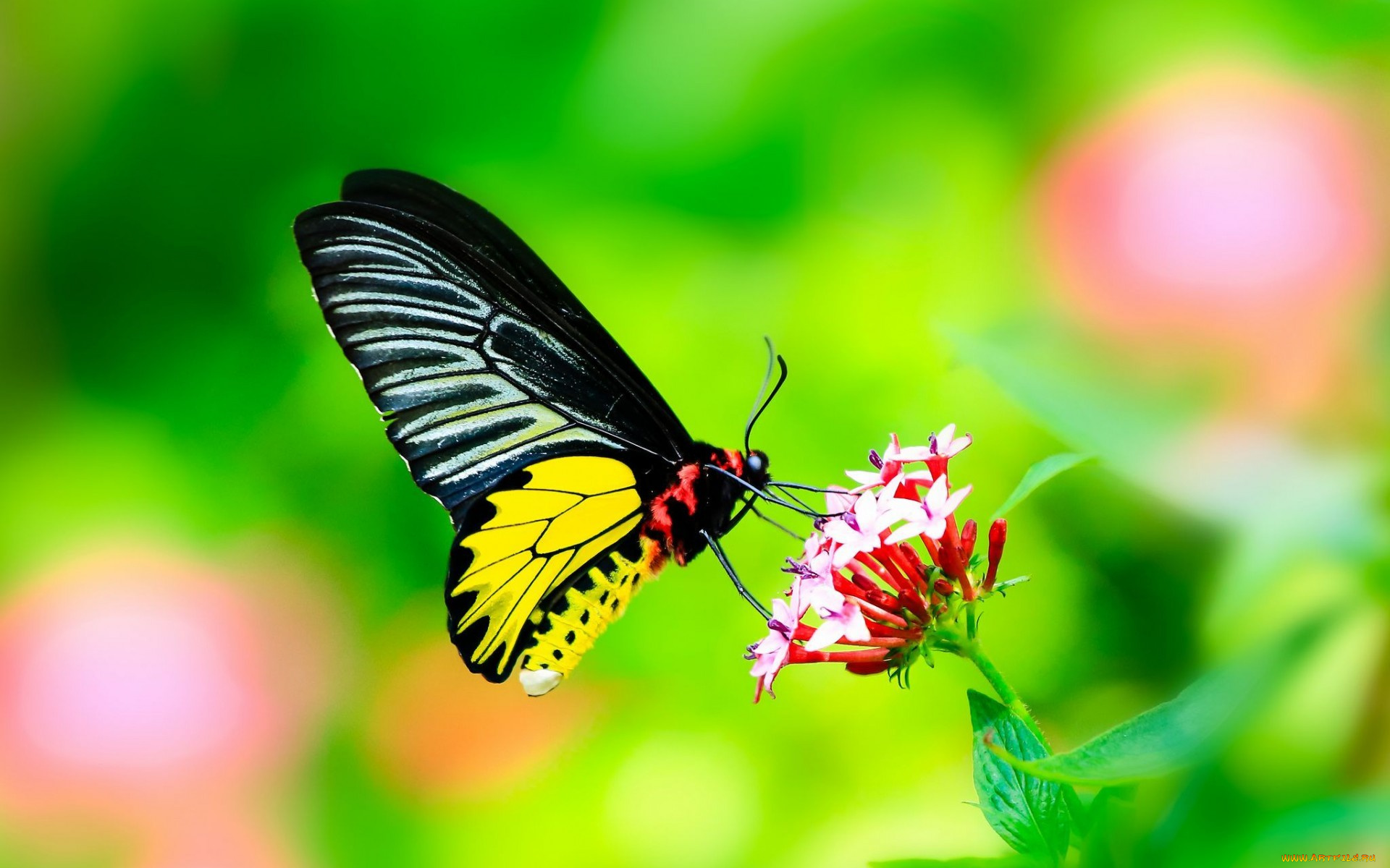 животные, бабочки, макро, бабочка, крылья, цветок, листья