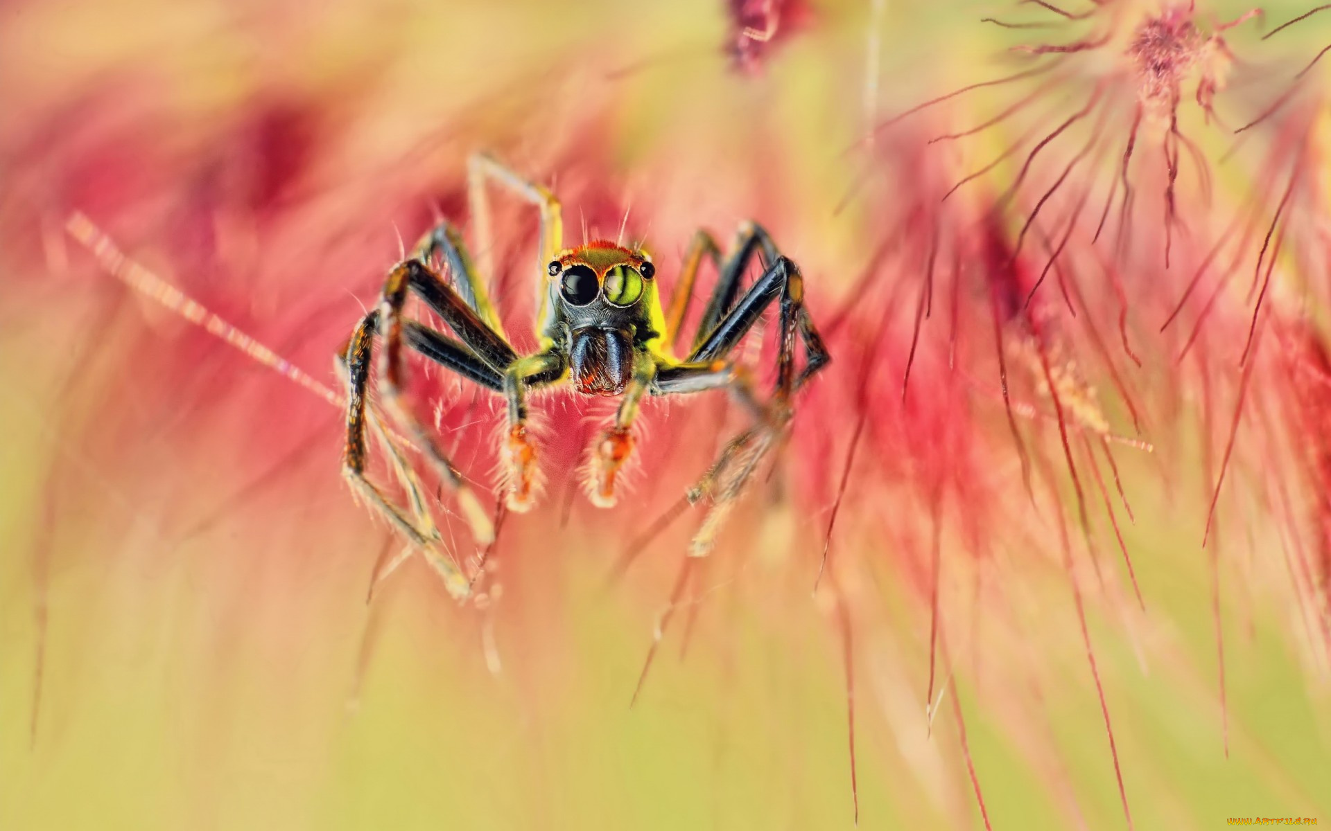 животные, пауки, spider, паук, макро