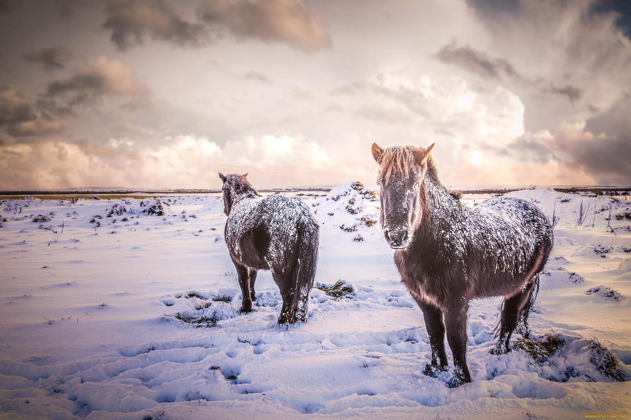 животные, лошади, кони, поле, зима, исландия, снег, природа