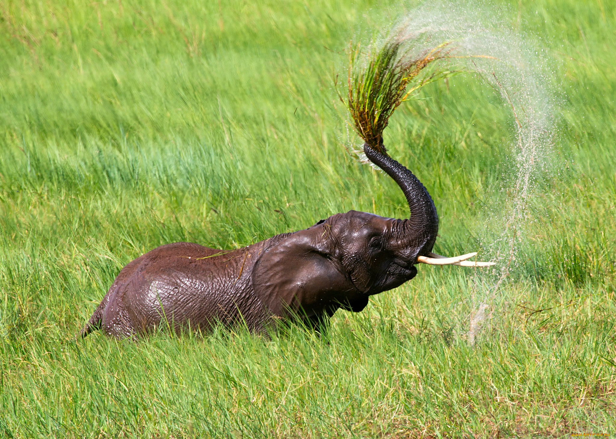 животные, слоны, капли, брызги, озеро, душ, вода, жара, африка, танзания, слон