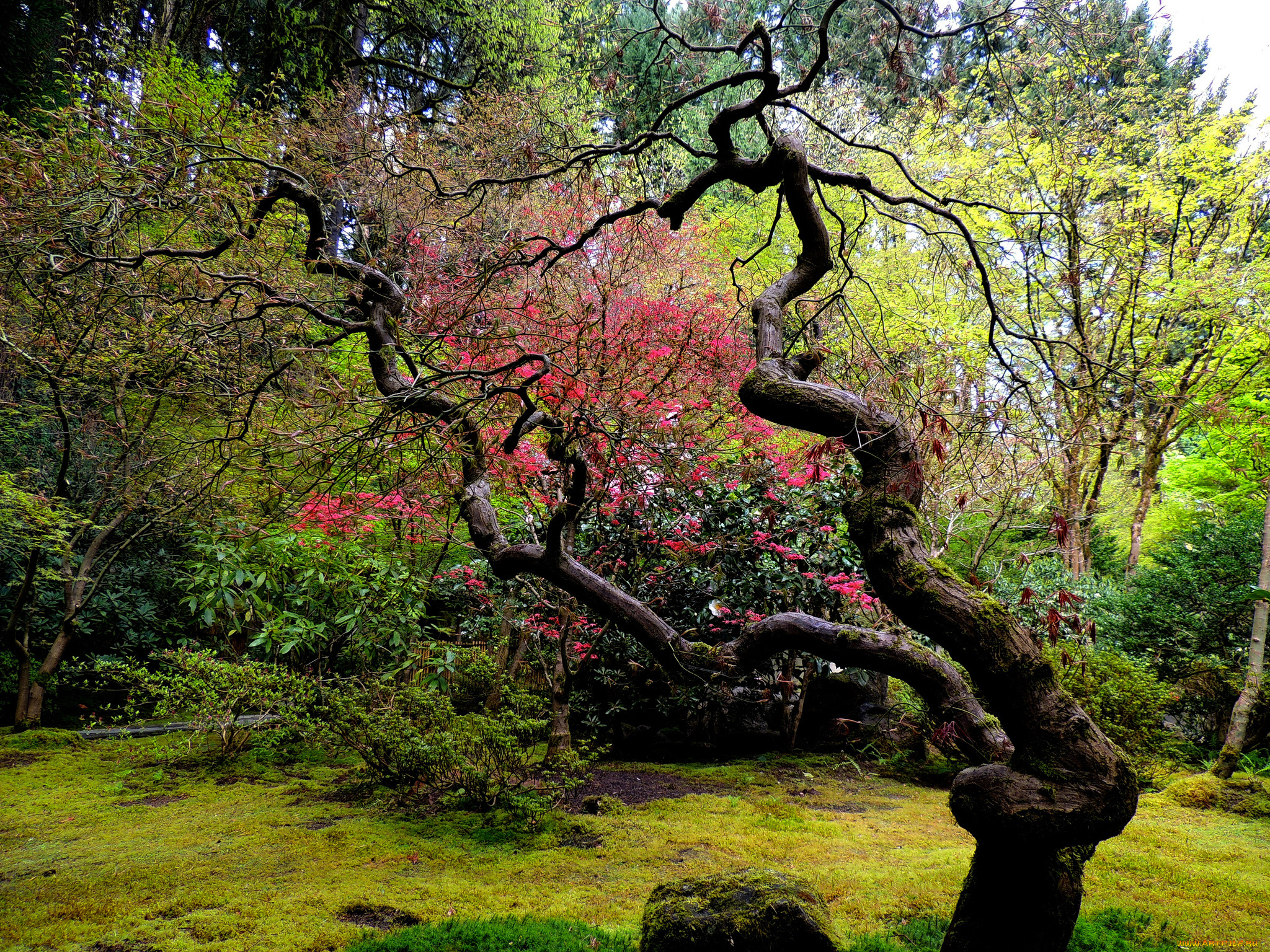 природа, деревья, изогнутое, дерево, японский, сад