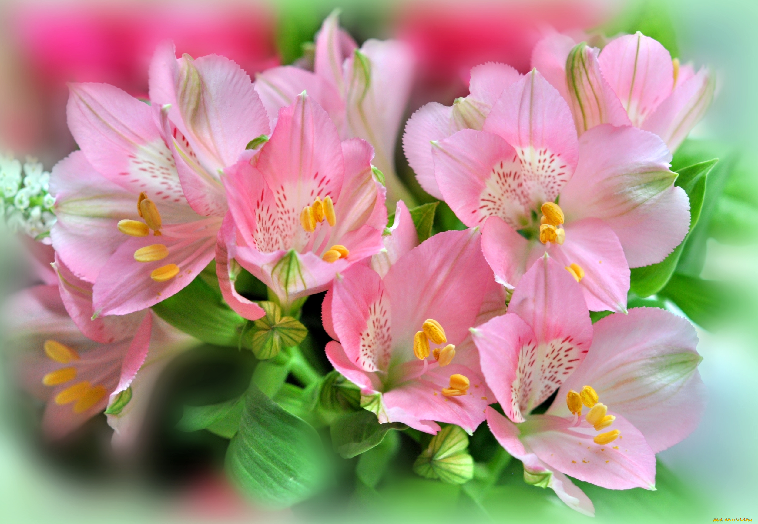 цветы, альстромерия, розовый