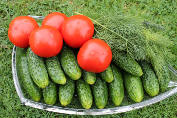 Картинка еда овощи укроп огурцы помидоры