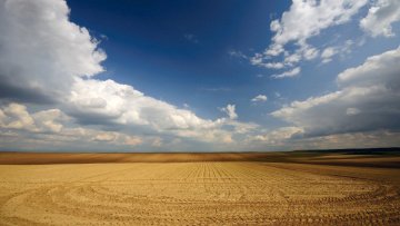 Картинка природа поля пшеница небо сербия облака