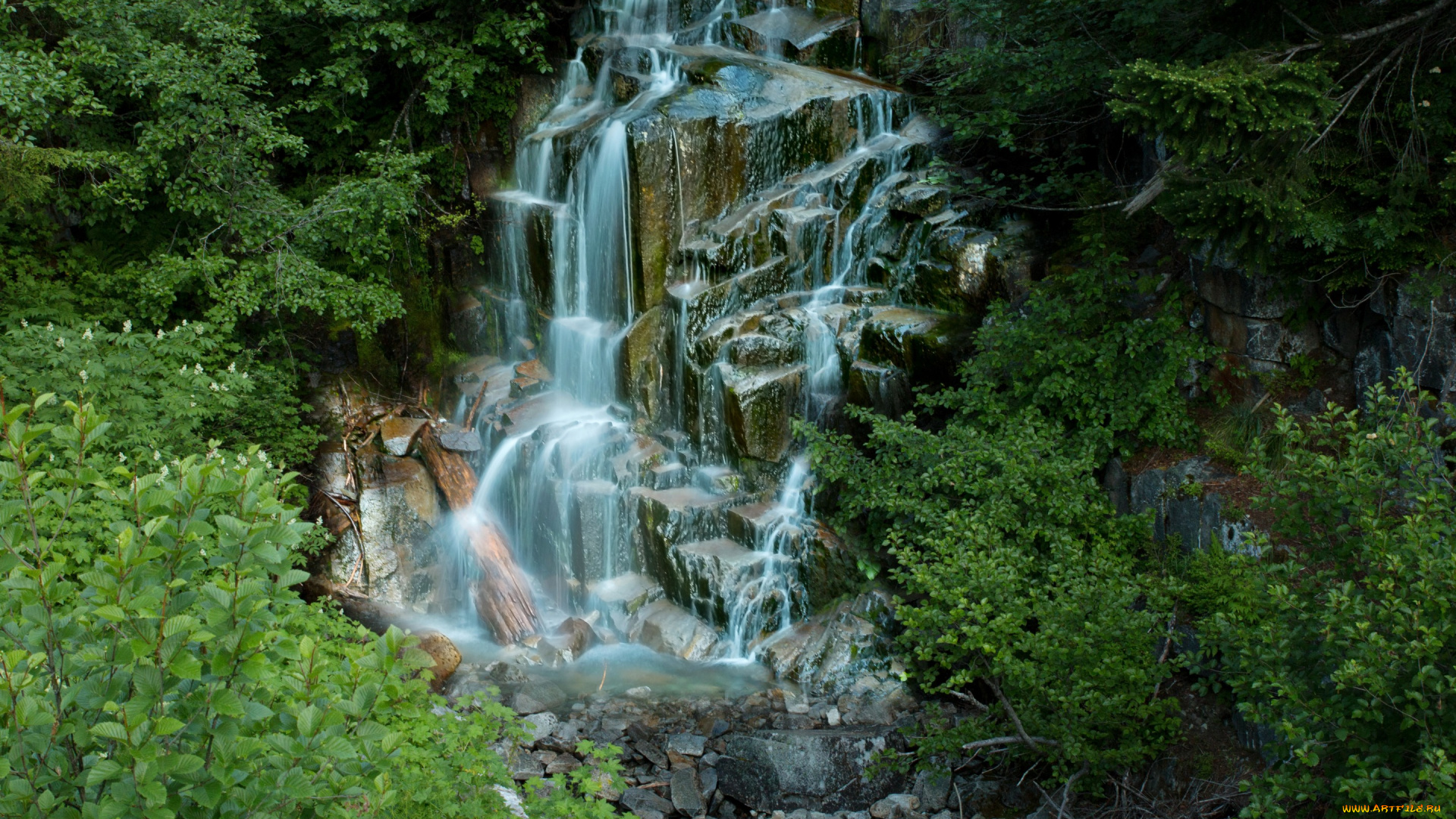 природа, водопады, ручей, водопад, mount, rainier, national, park, сша, ветки, кусты, каскад, камни, лес, вашингтон