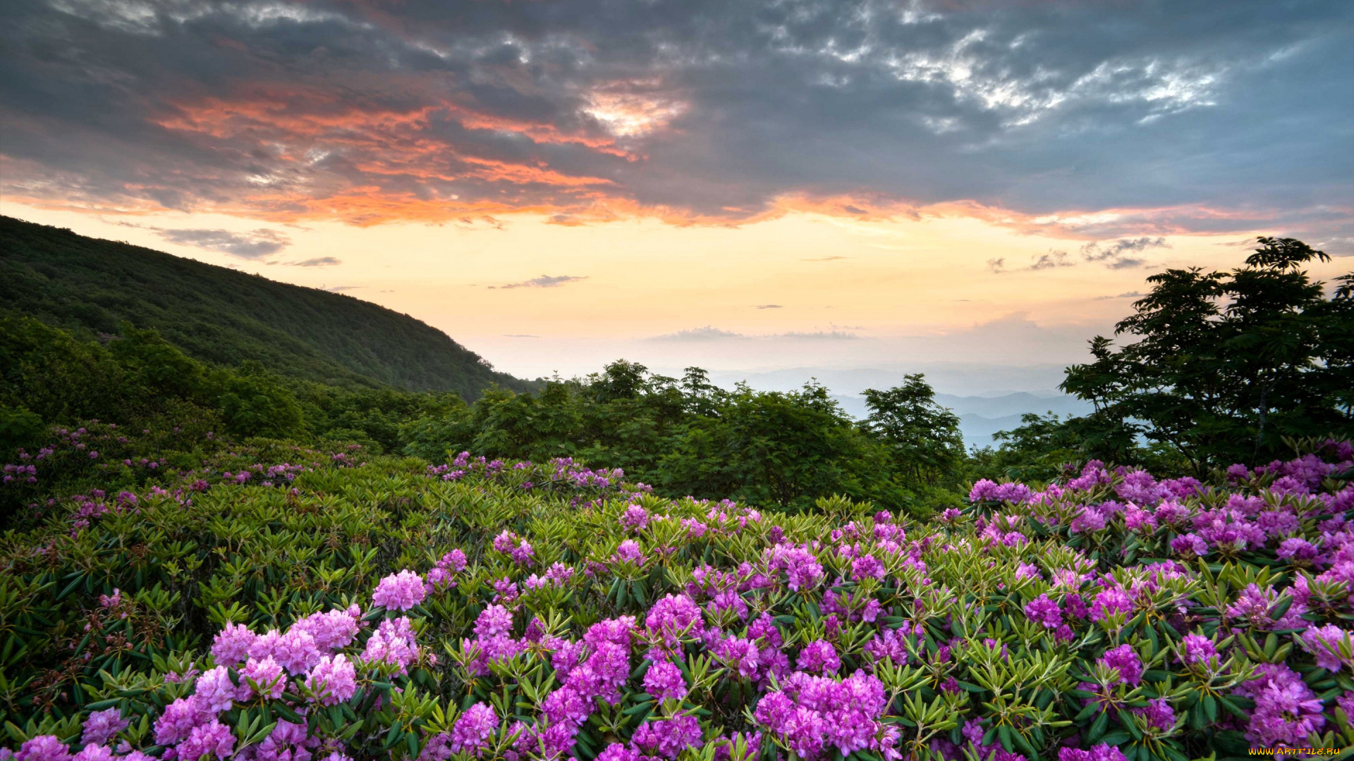 природа, восходы, закаты, рододендрон, цветы, зелень, облака, горы, shenandoah, national, park, сша, virginia