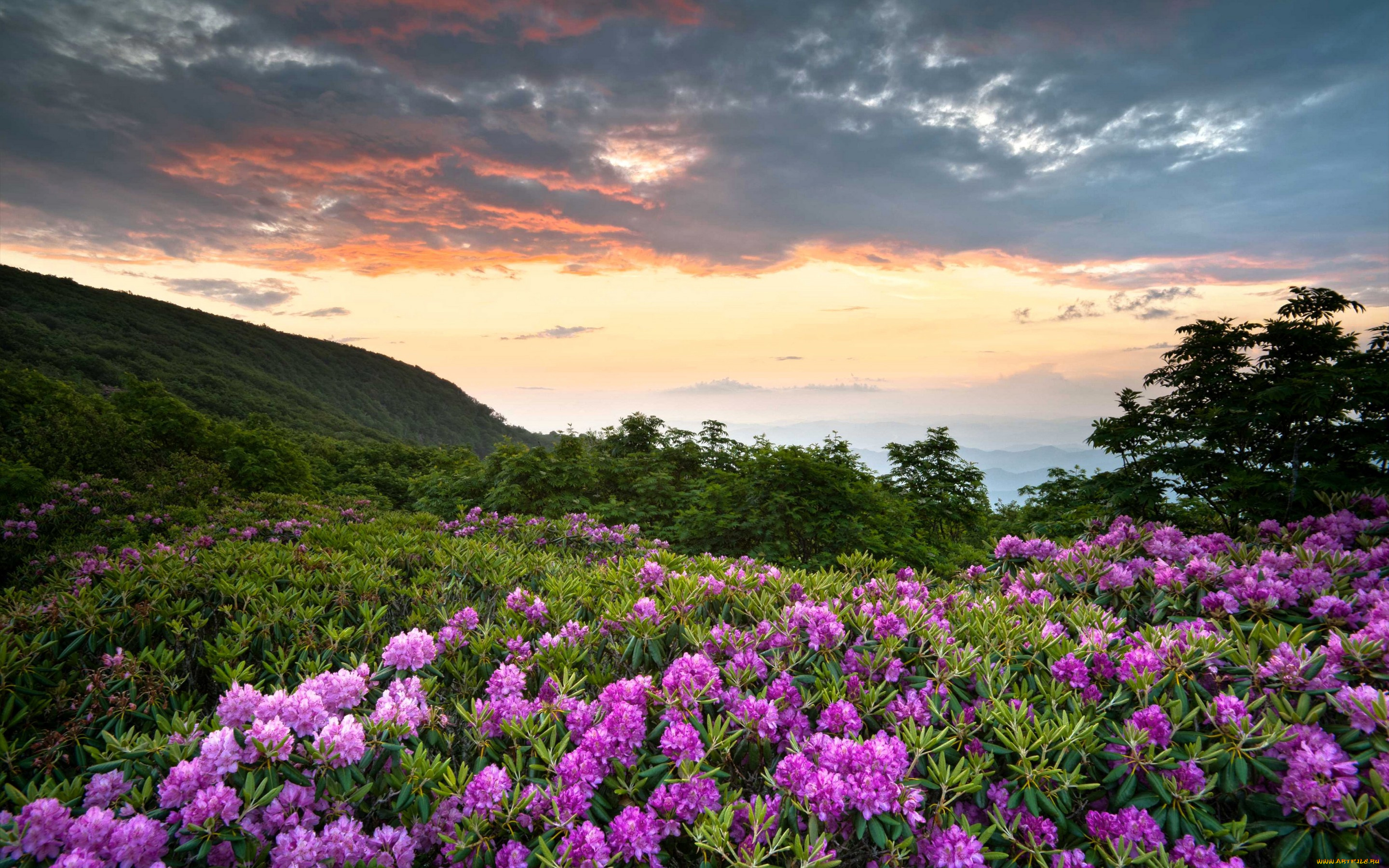 природа, восходы, закаты, рододендрон, цветы, зелень, облака, горы, shenandoah, national, park, сша, virginia