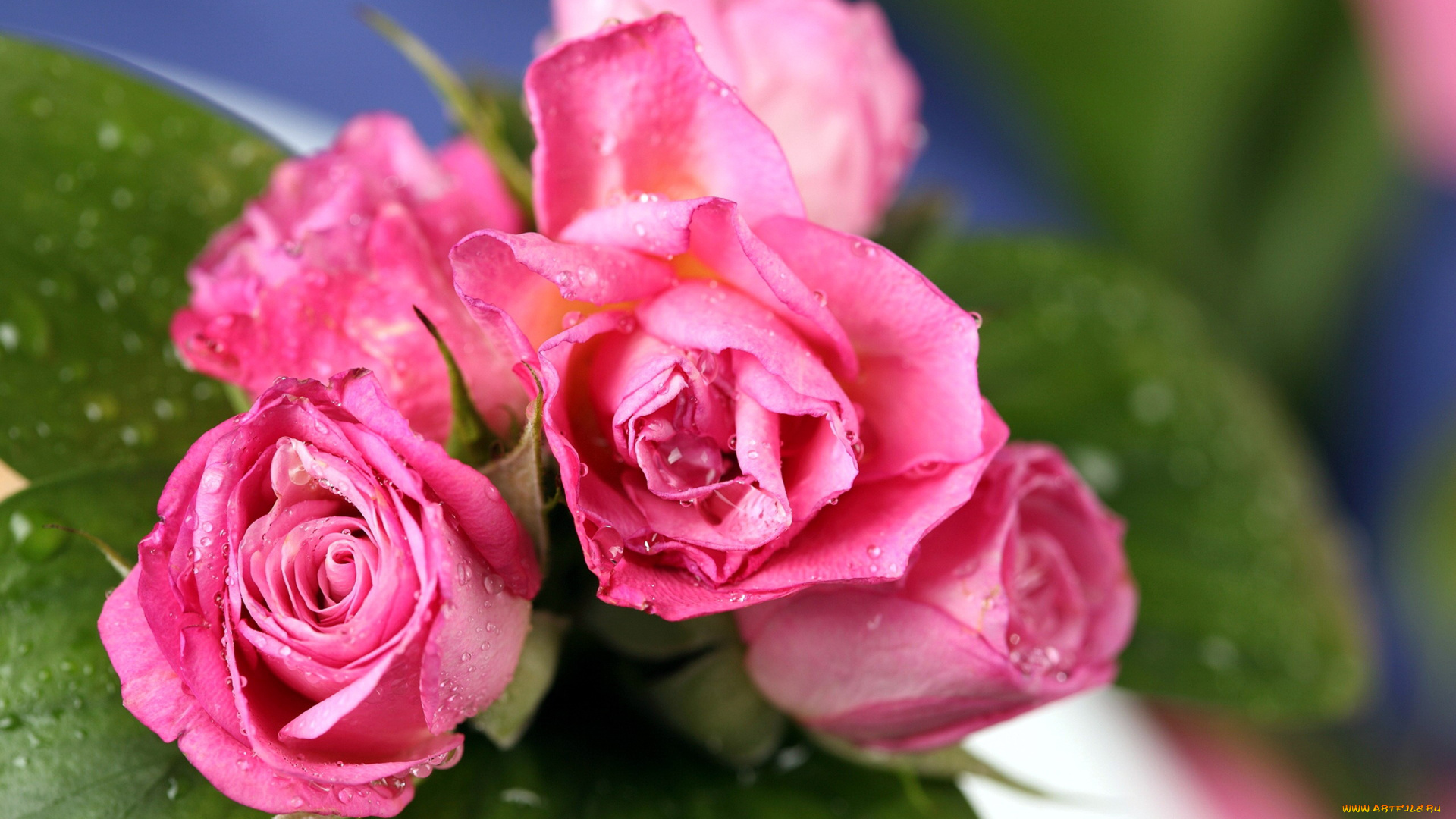 цветы, розы, розовый, бутоны, капли