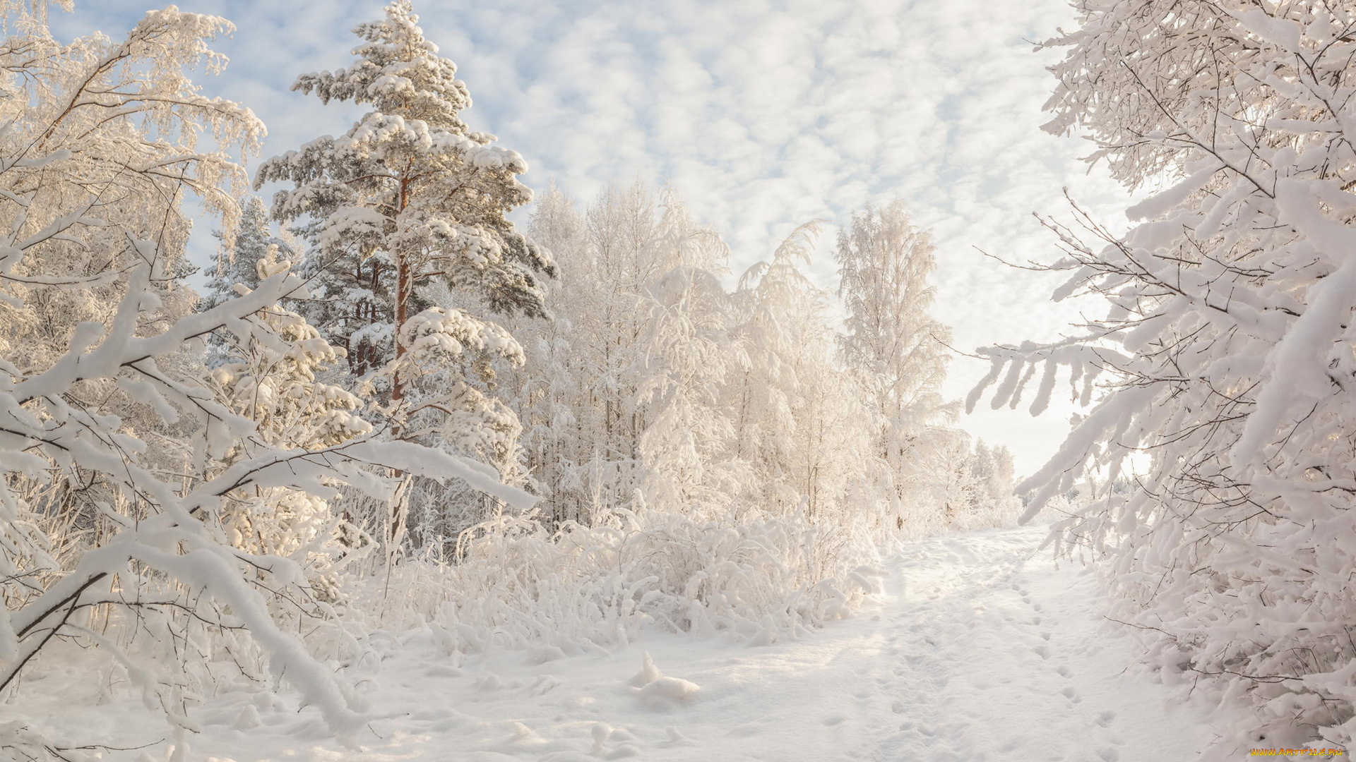 Песня белые деревья белая зима. Зимняя природа. Сказочный зимний лес. Белый заснеженный пейзаж. Февральский пейзаж.