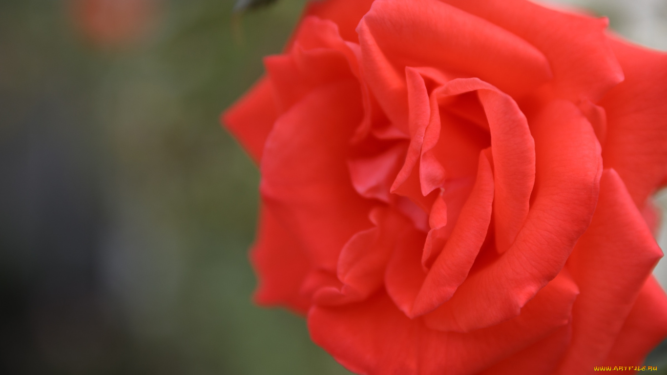 лепестки бутон роза petals Bud rose загрузить