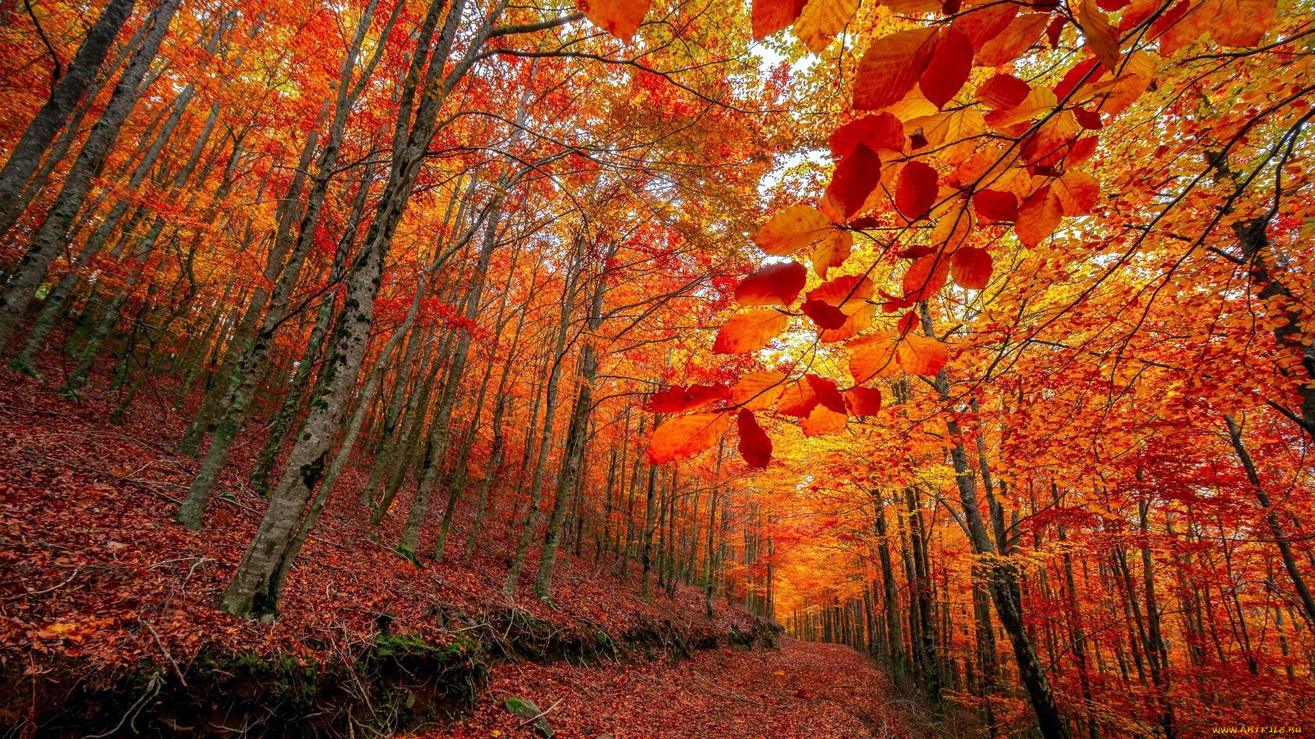природа, лес, осень, листья, листопад