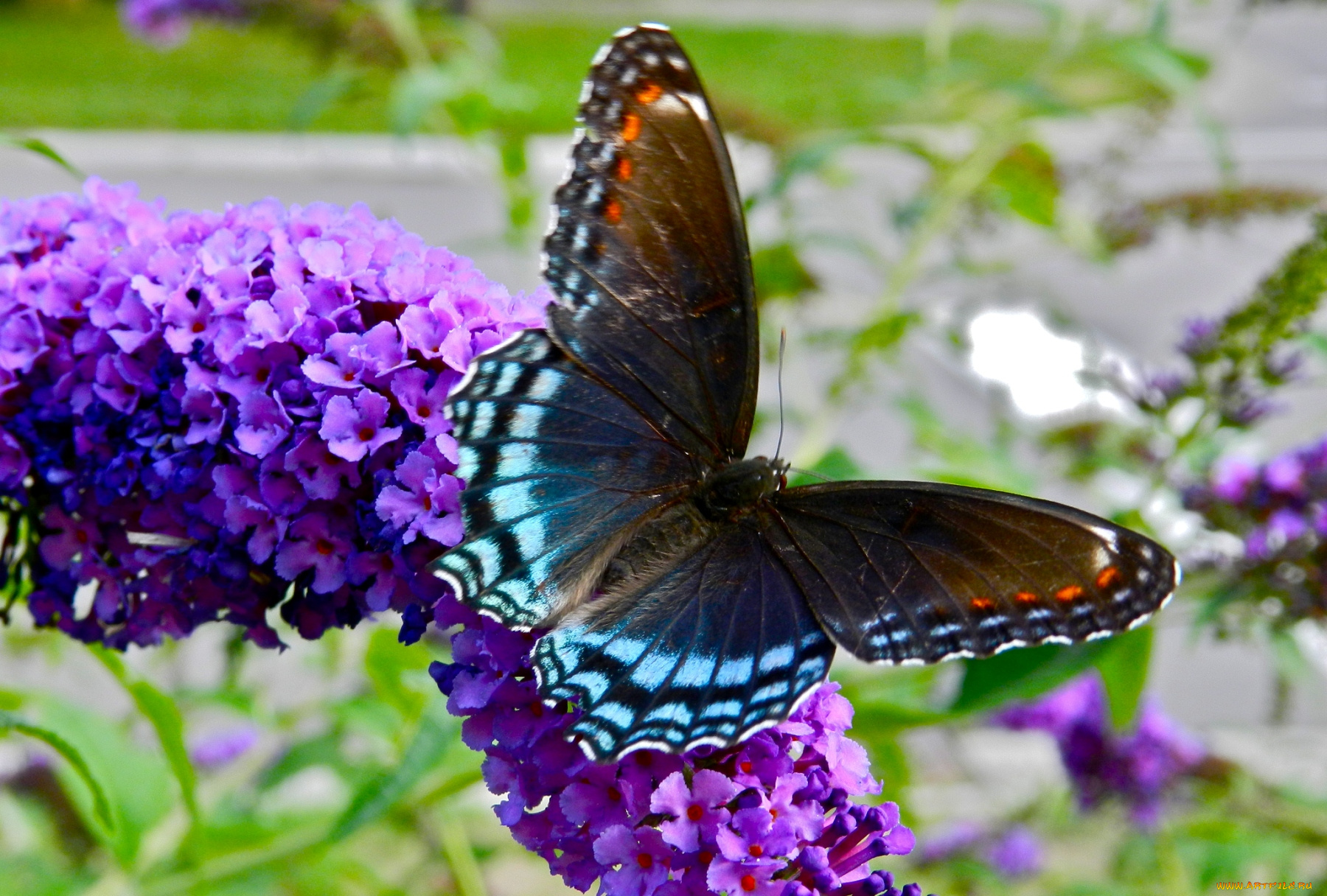 животные, бабочки, крылья, цветок