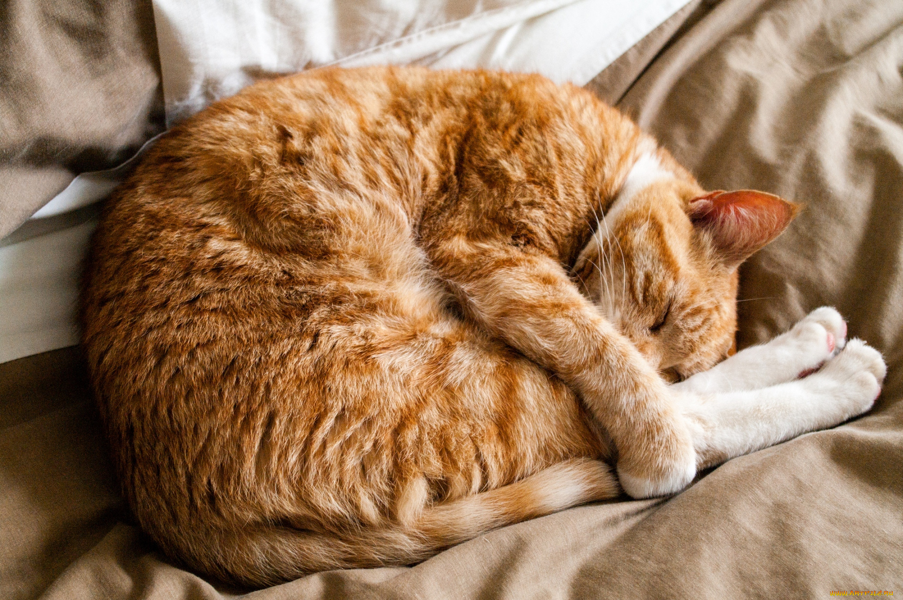 Спящие кошки фото. Спящий кот. Спящие котики. Спящие рыжие коты.