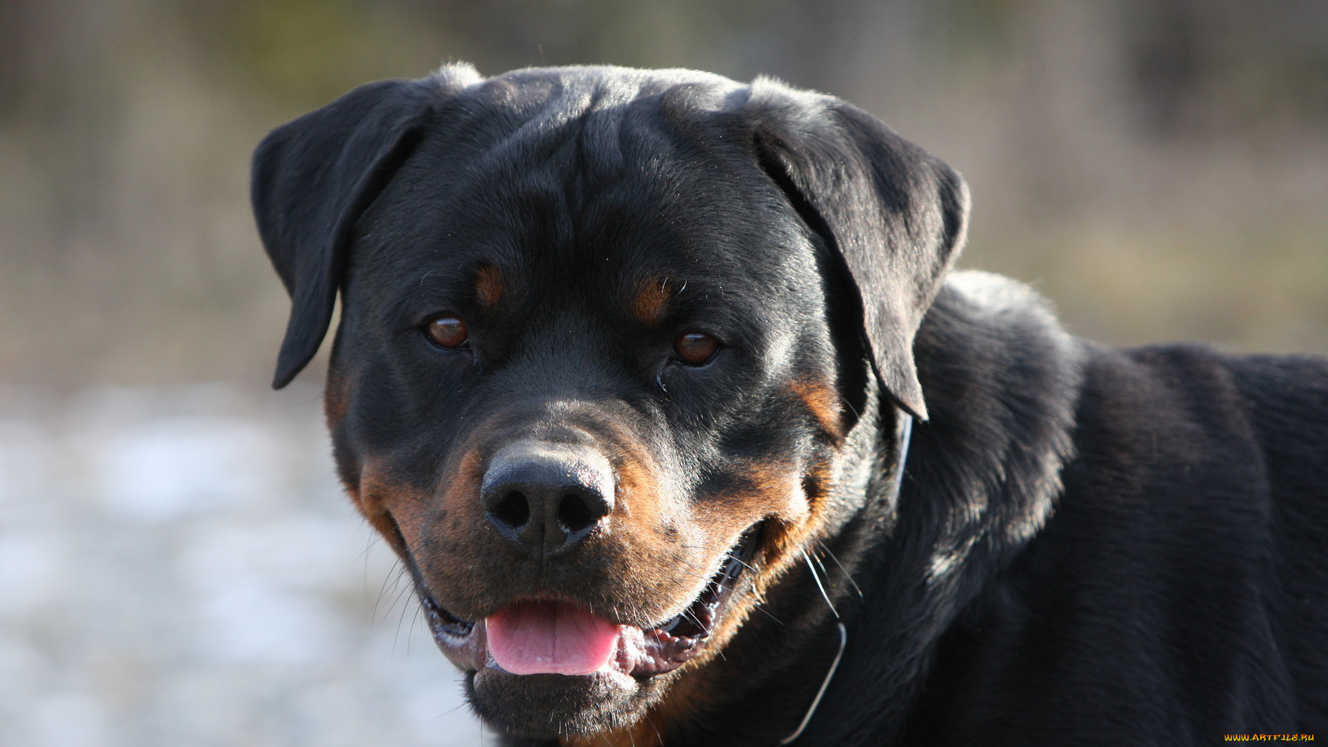 dog, животные, собаки, взгляд, собака