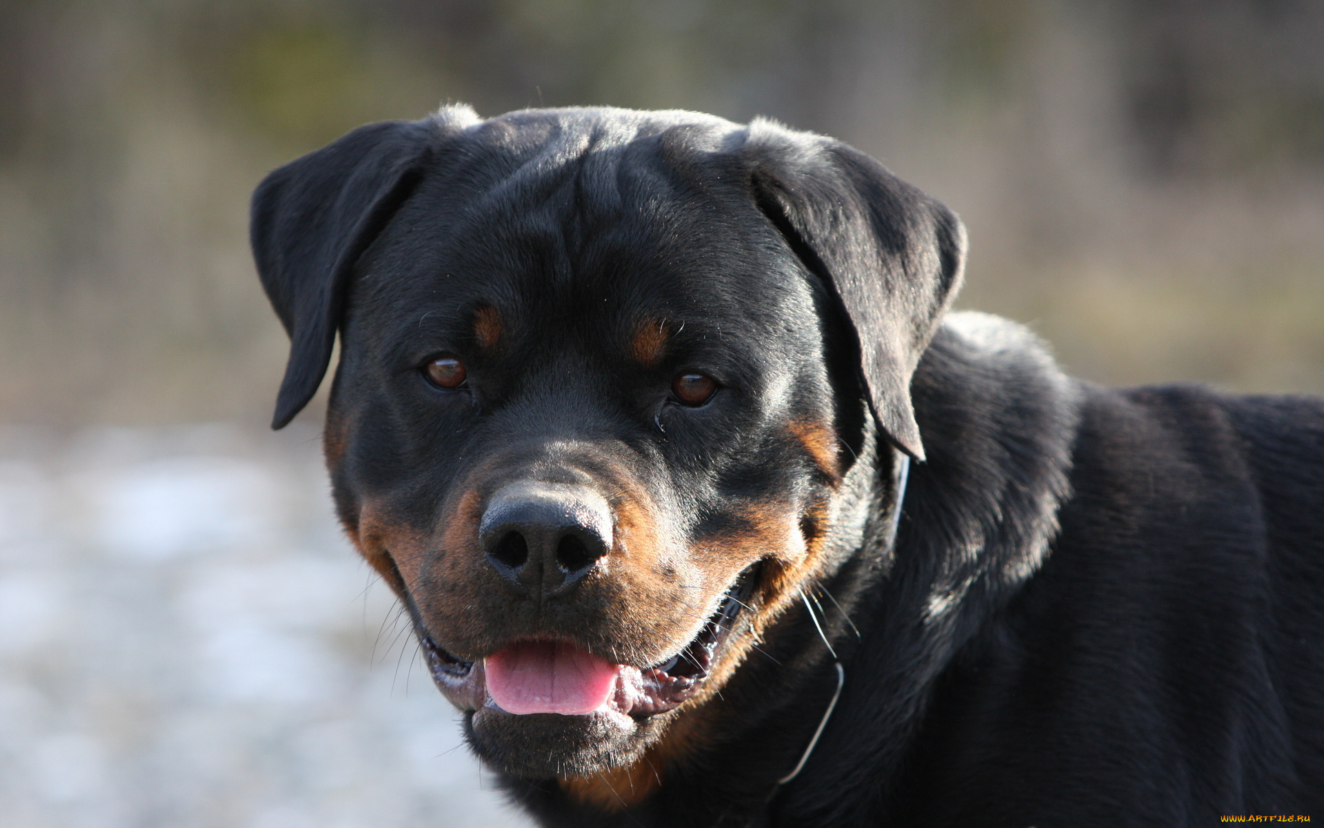 dog, животные, собаки, взгляд, собака