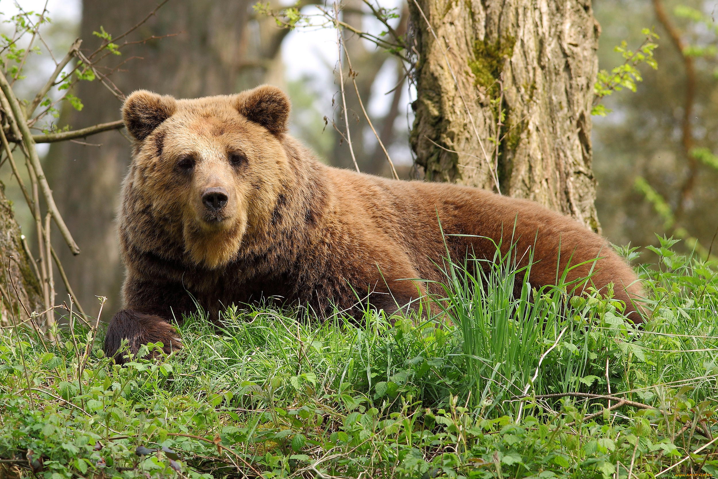 животные, медведи, bear, trees, nature, grass