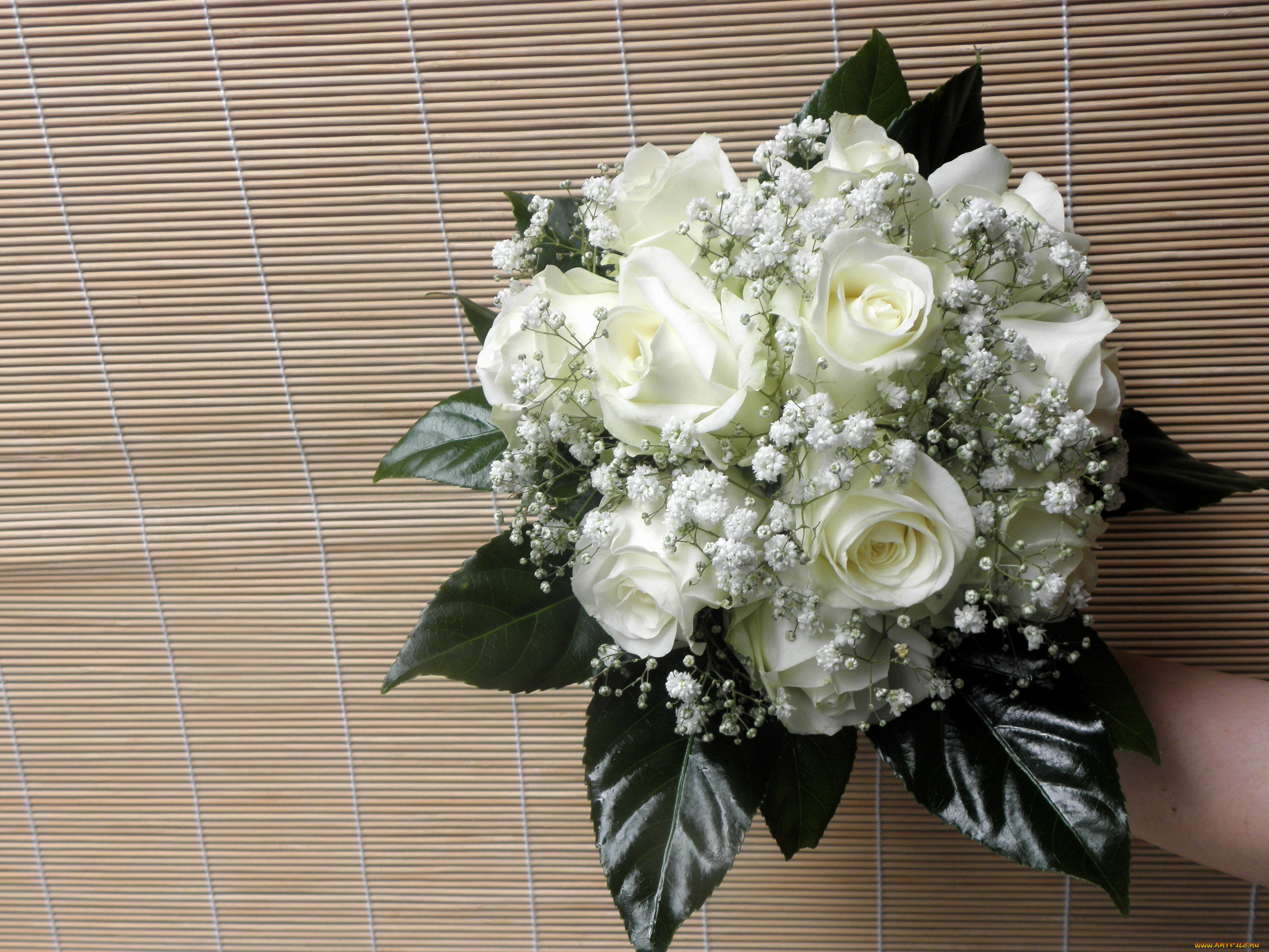 Гипсофилы с белыми розами. Букет из белых роз и гипсофилы. Белые розы с гипсофилой букет. Букет невесты розы эустома гипсофила.