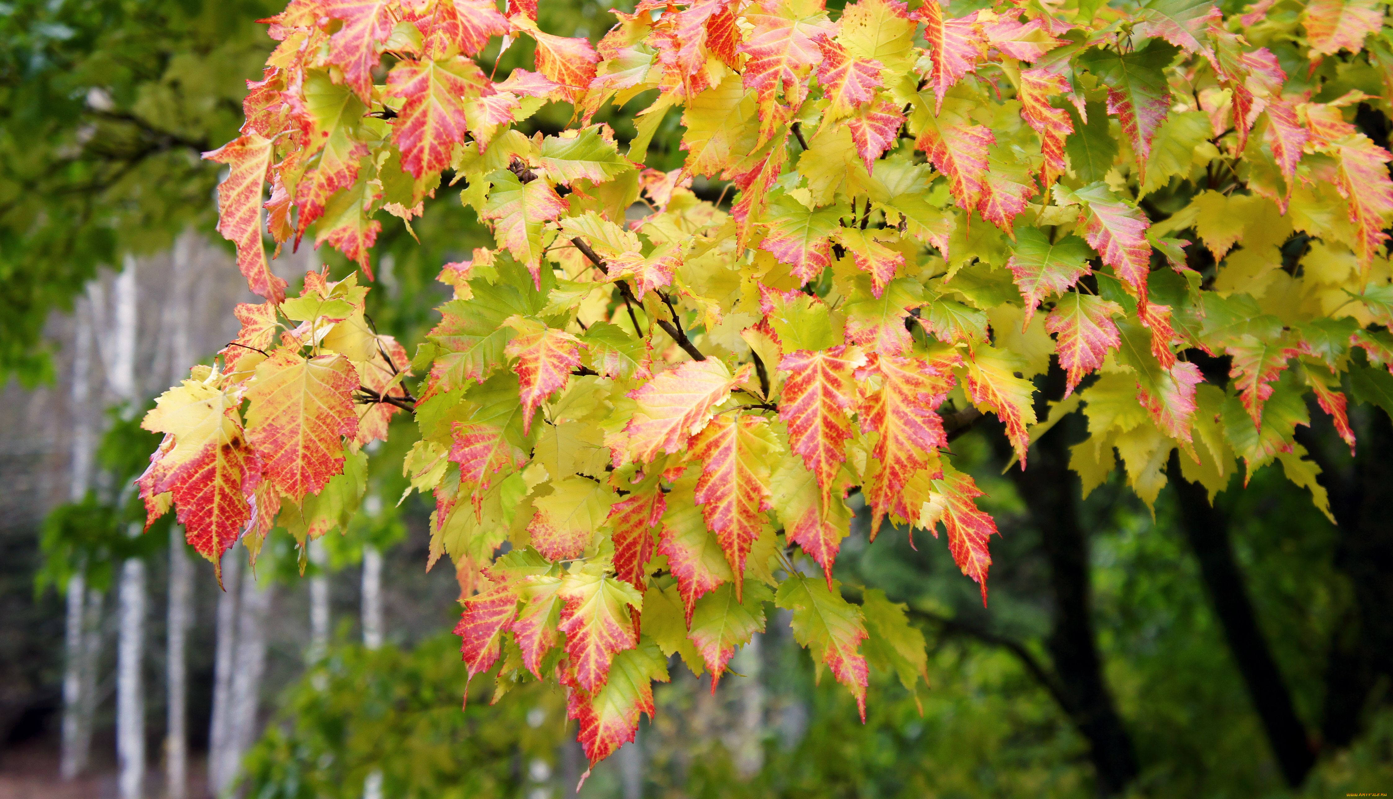 природа деревья осень листя загрузить