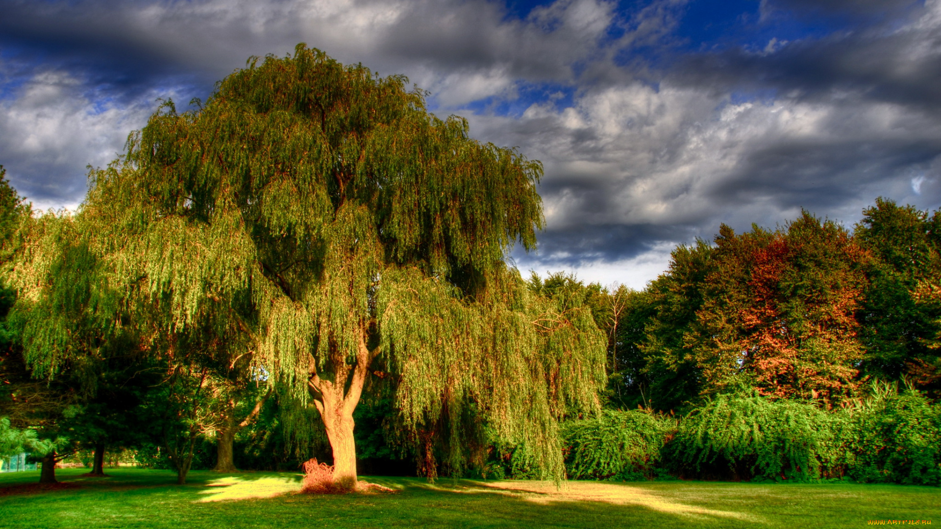 foote, park, branford, usa, природа, парк, деревья, лужайка