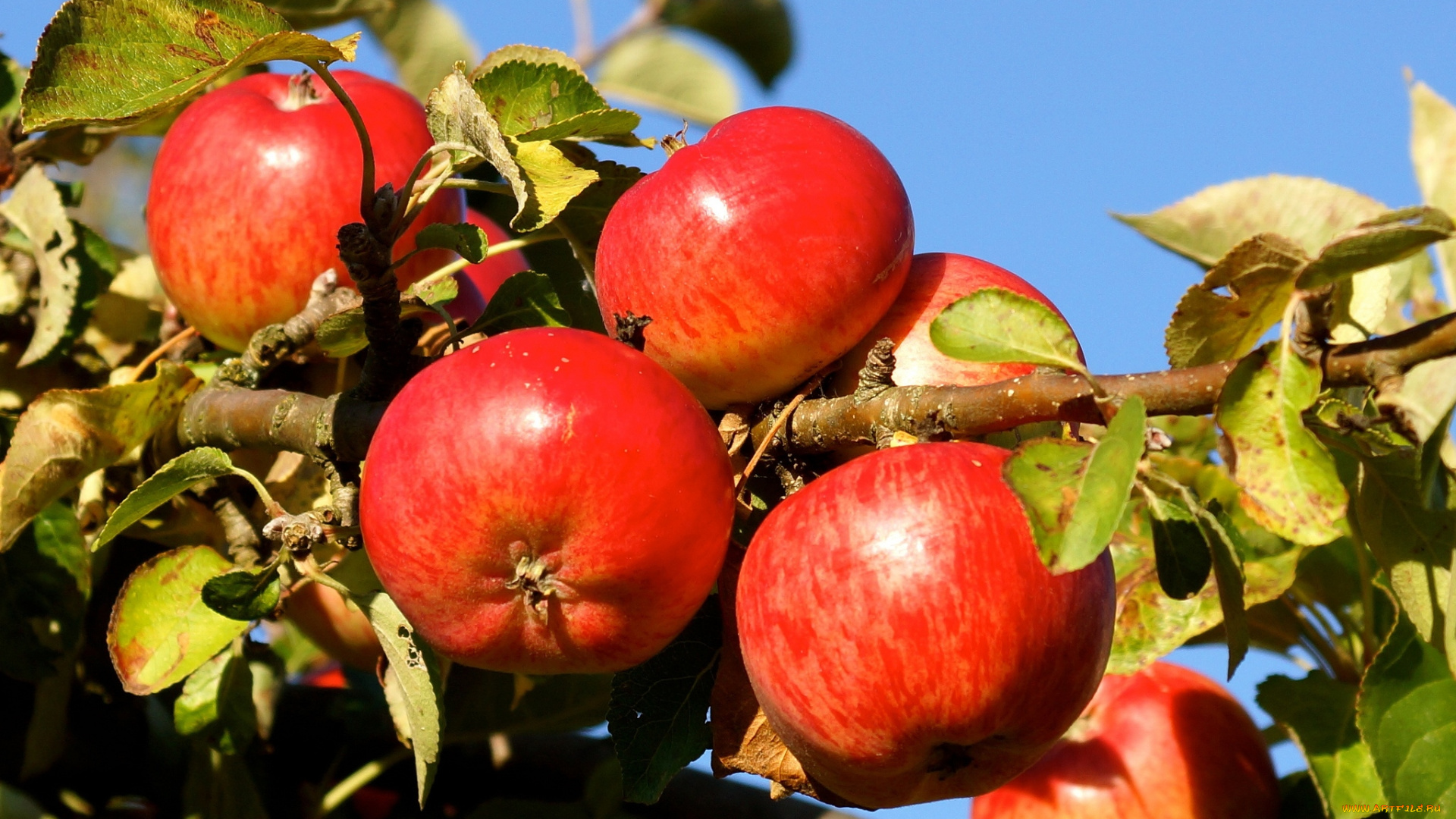 природа, плоды, ветки, яблоня