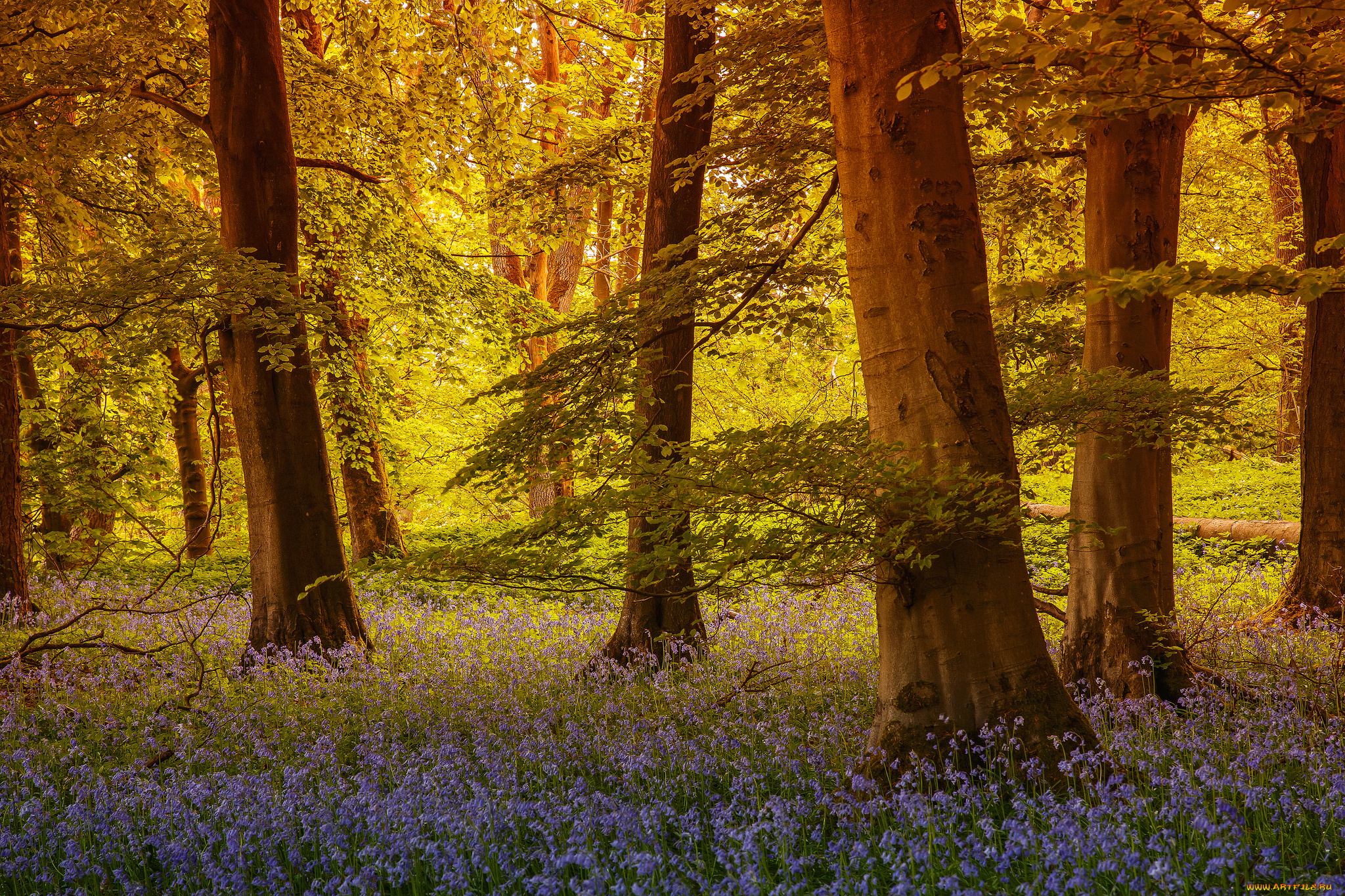 grass, wood, grassington, north, yorkshire, england, природа, лес, северный, йоркшир, англия, деревья, колокольчики, цветы