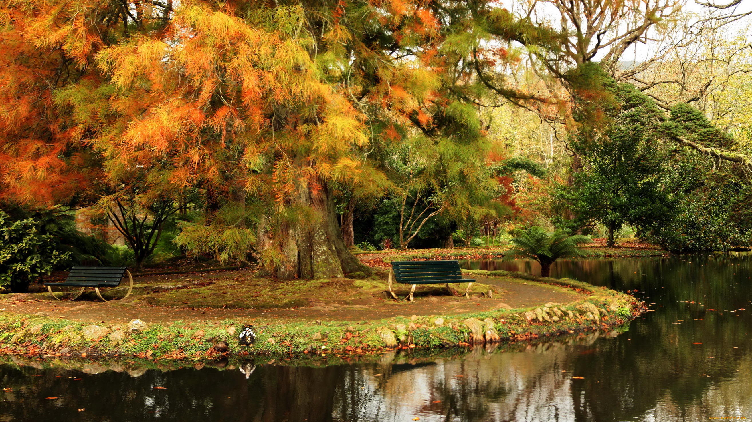 terra, nostra, botanical, gardens, furnas, португалия, природа, парк, водоем, мостик, растения, скамейка