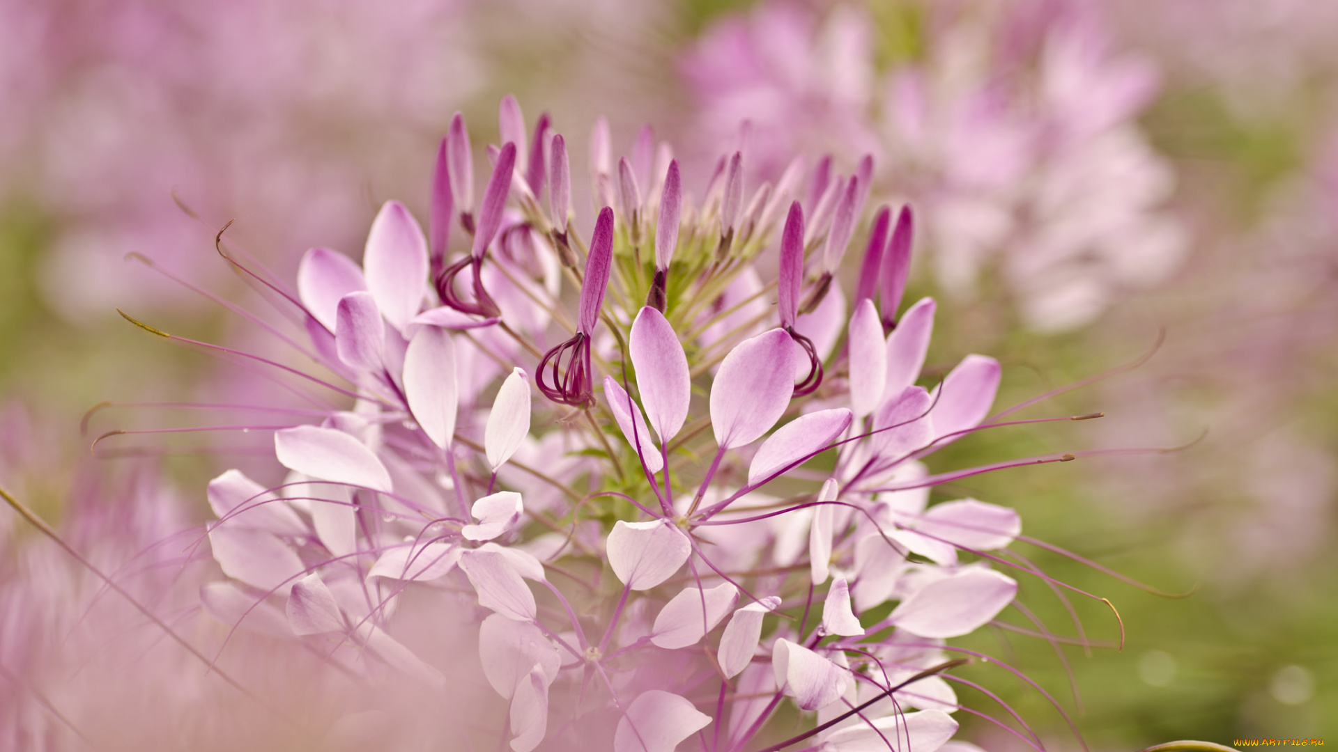 цветы, клеомы, cleome, hassleriana