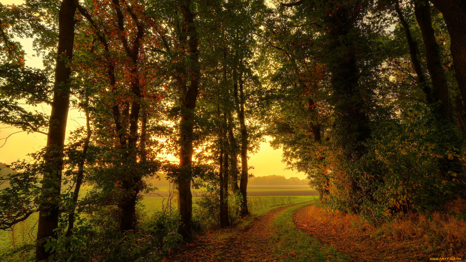 природа, дороги, поле, лес, осень, деревья
